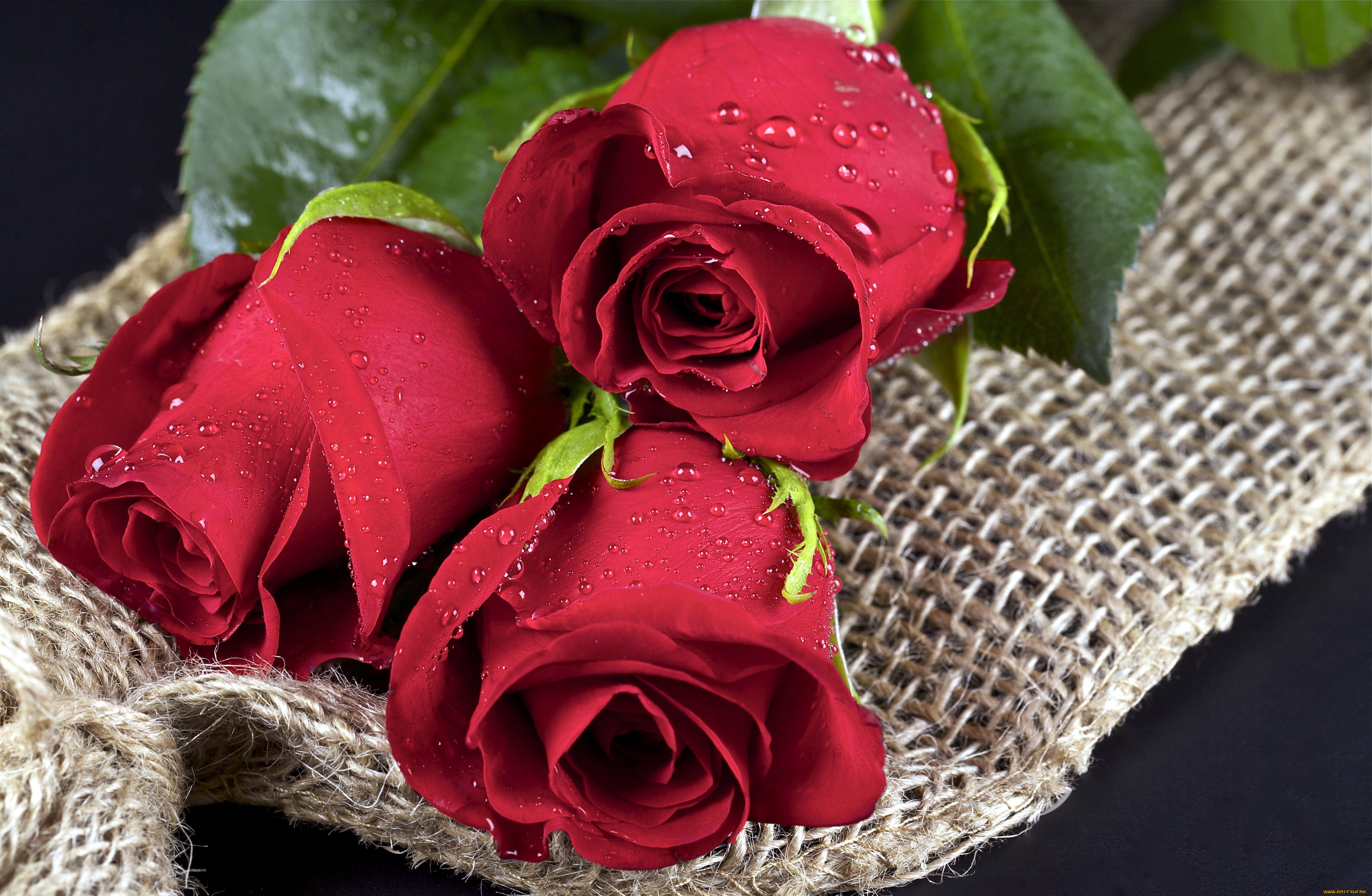 Прикольные розы картинки. Красные розы. Цветы розы красные. Рози rhfcsds. Шикарные красные розы.