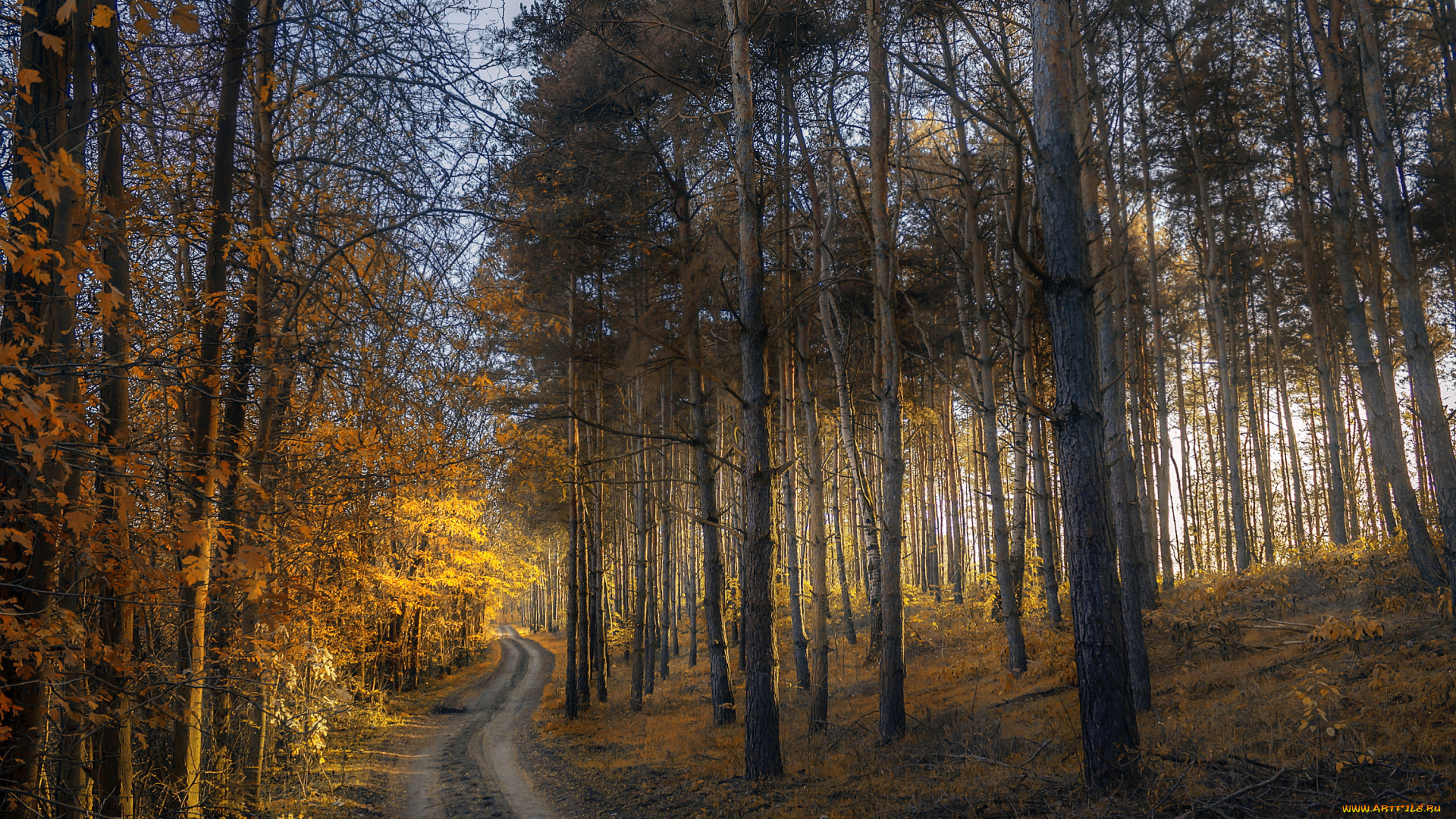 природа, дороги, дорога, деревья, осень, лес