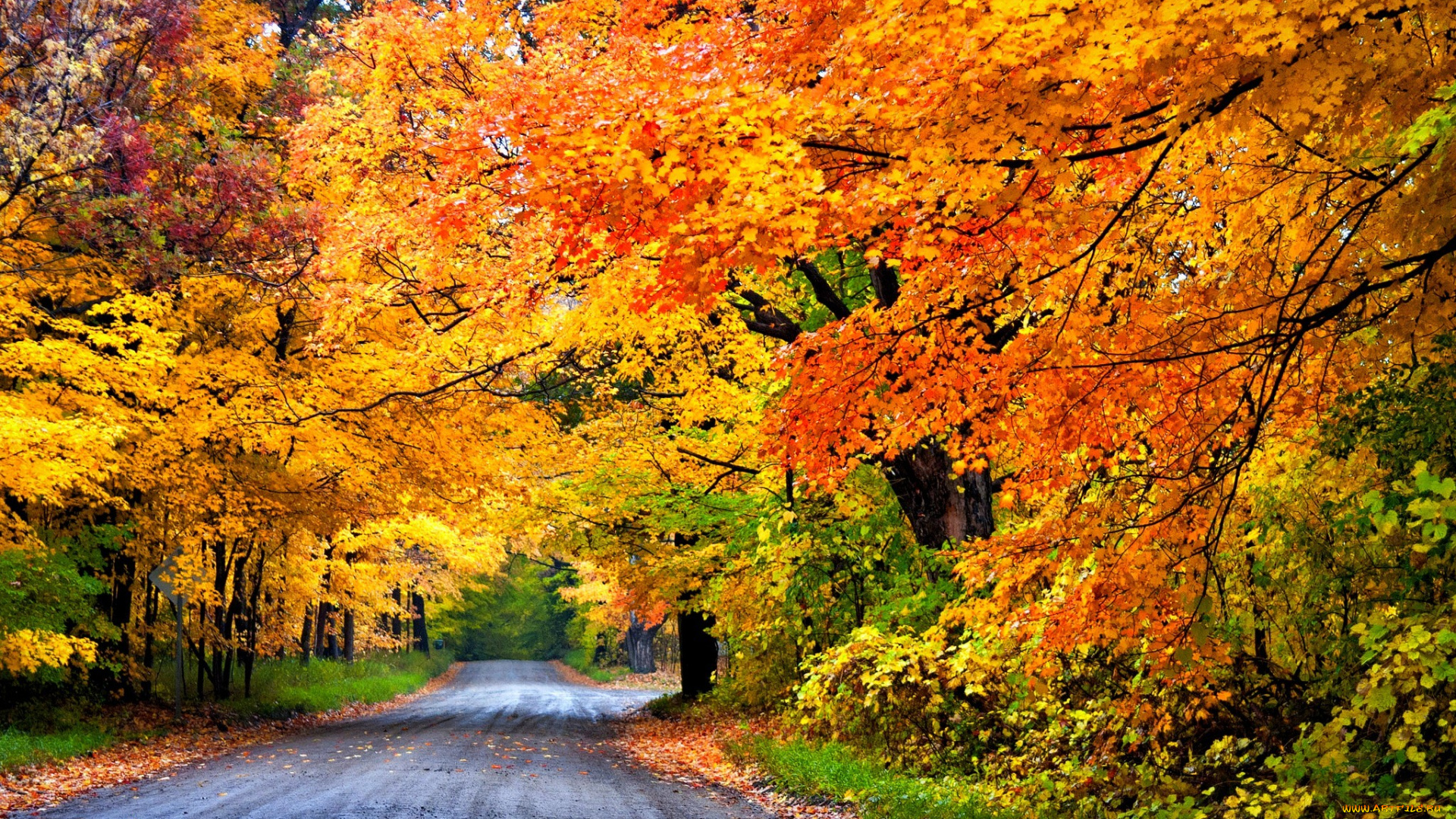 природа, дороги, лес, дорога, colorful, road, leaves, trees, деревья, осень, park, nature, forest, листья, colors, fall, autumn, path, walk