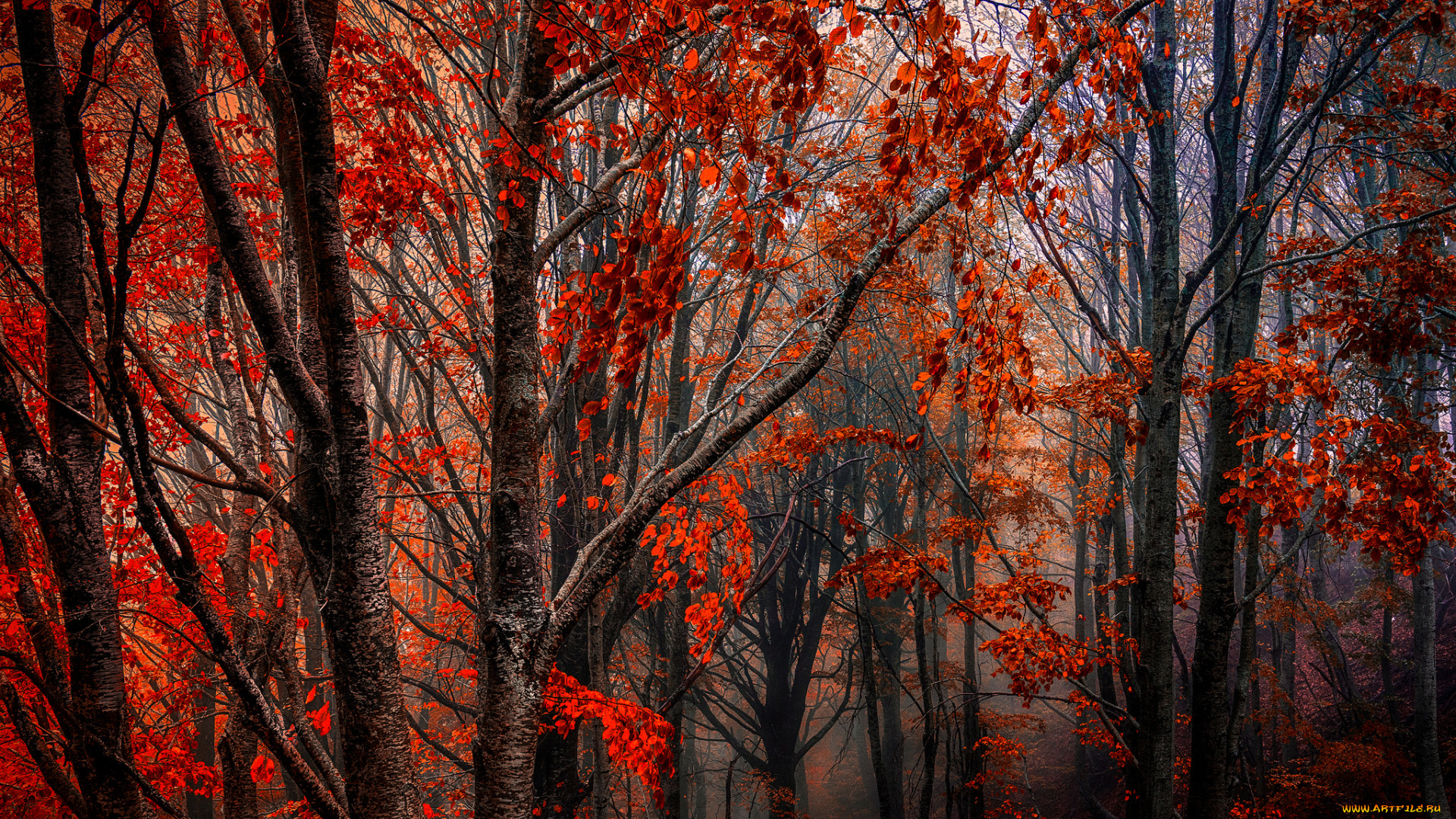 природа, лес, краски, осень