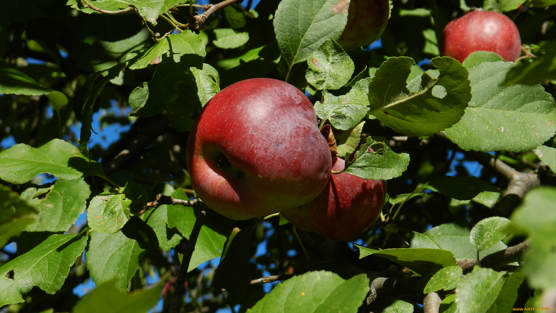 природа, плоды, листья, яблоко, ветка