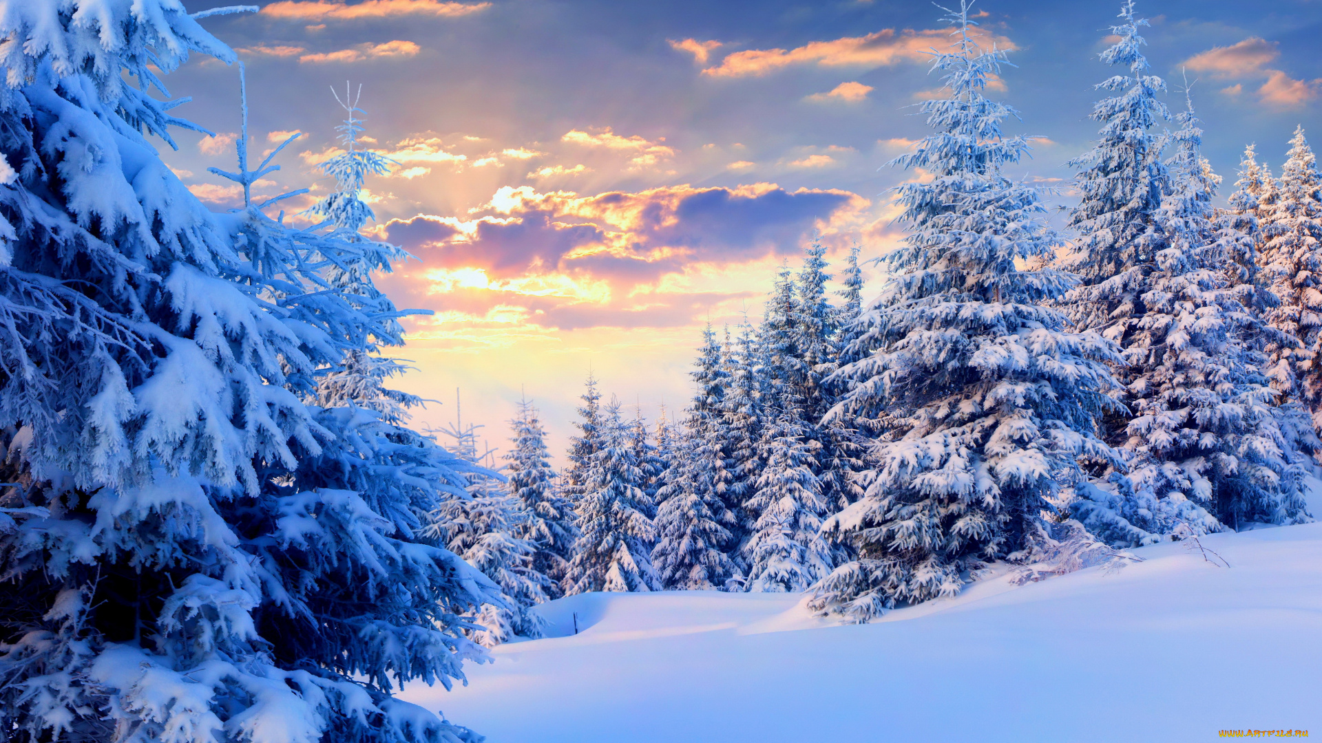 природа, зима, ели, снег