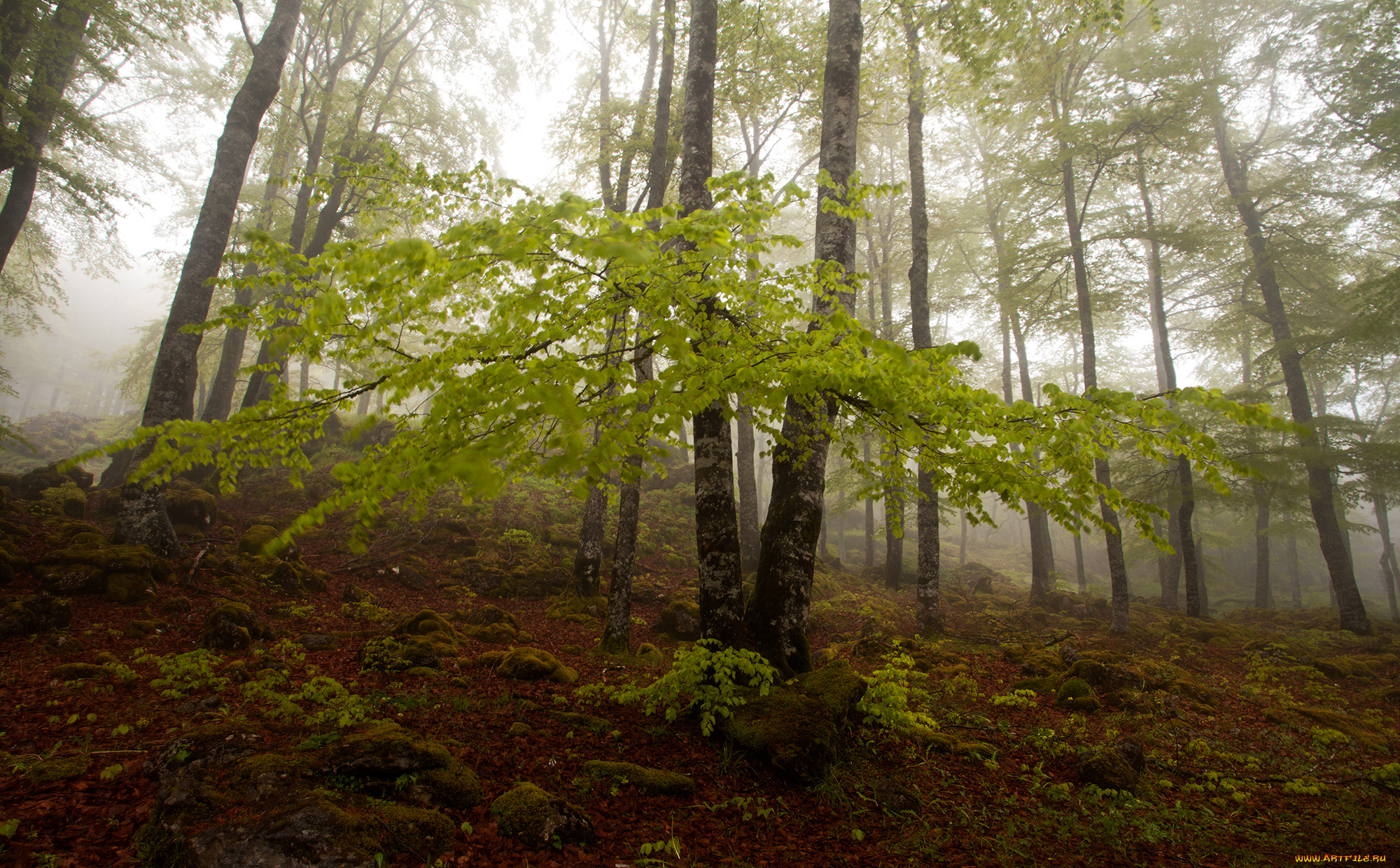 природа, лес, деревья, осень, туман, склон