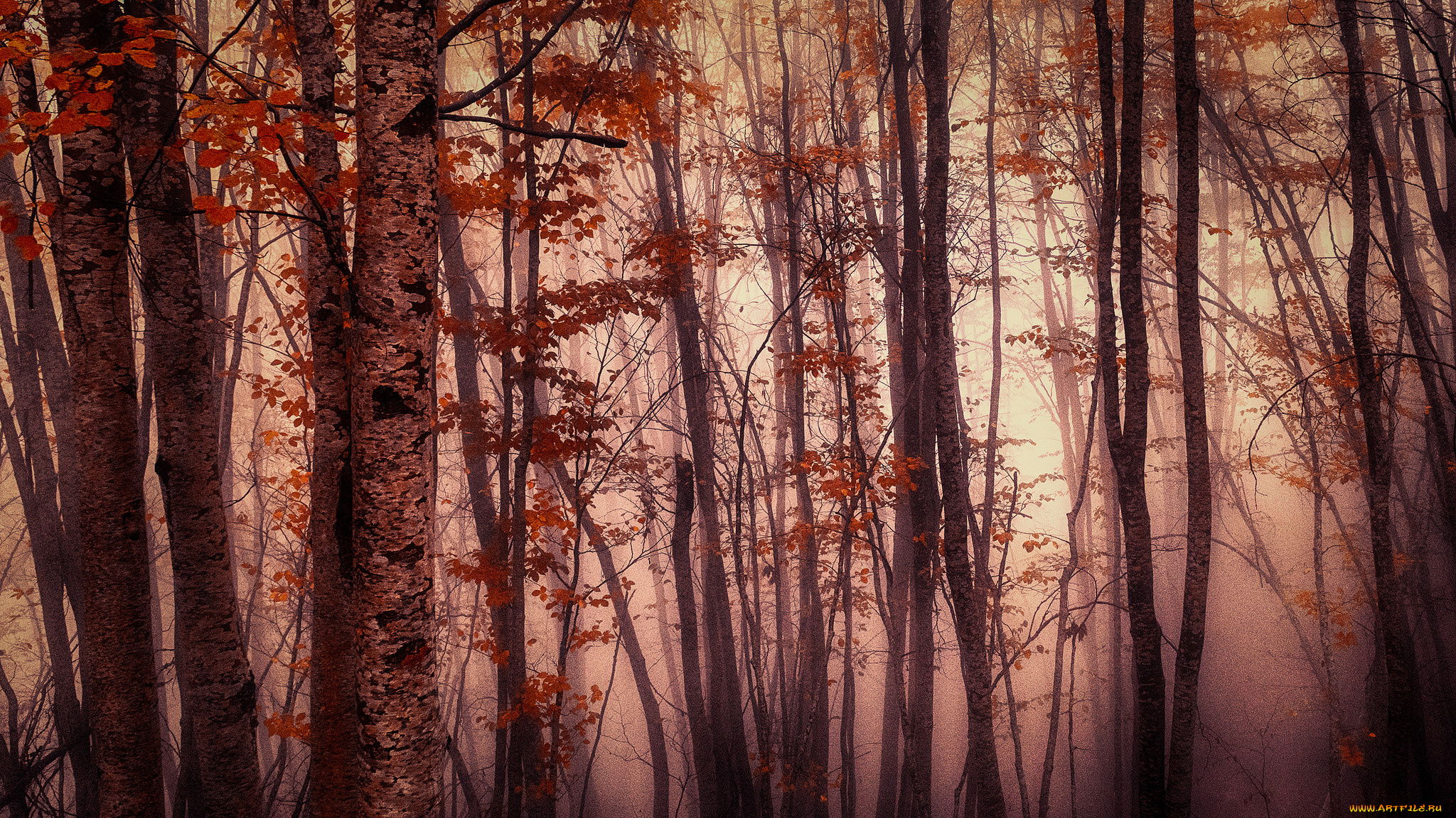 природа, лес, краски, осень