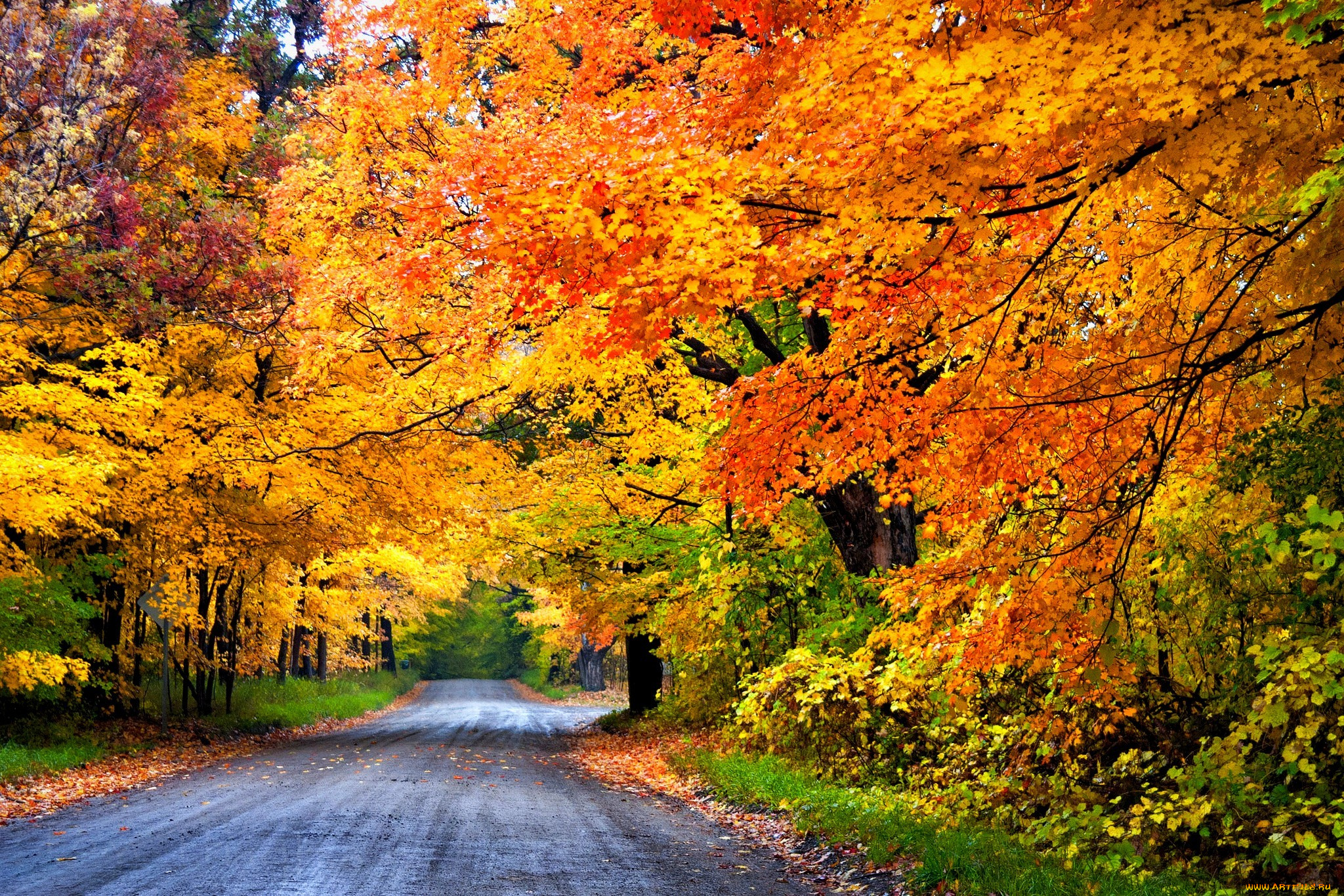 природа, дороги, лес, дорога, colorful, road, leaves, trees, деревья, осень, park, nature, forest, листья, colors, fall, autumn, path, walk