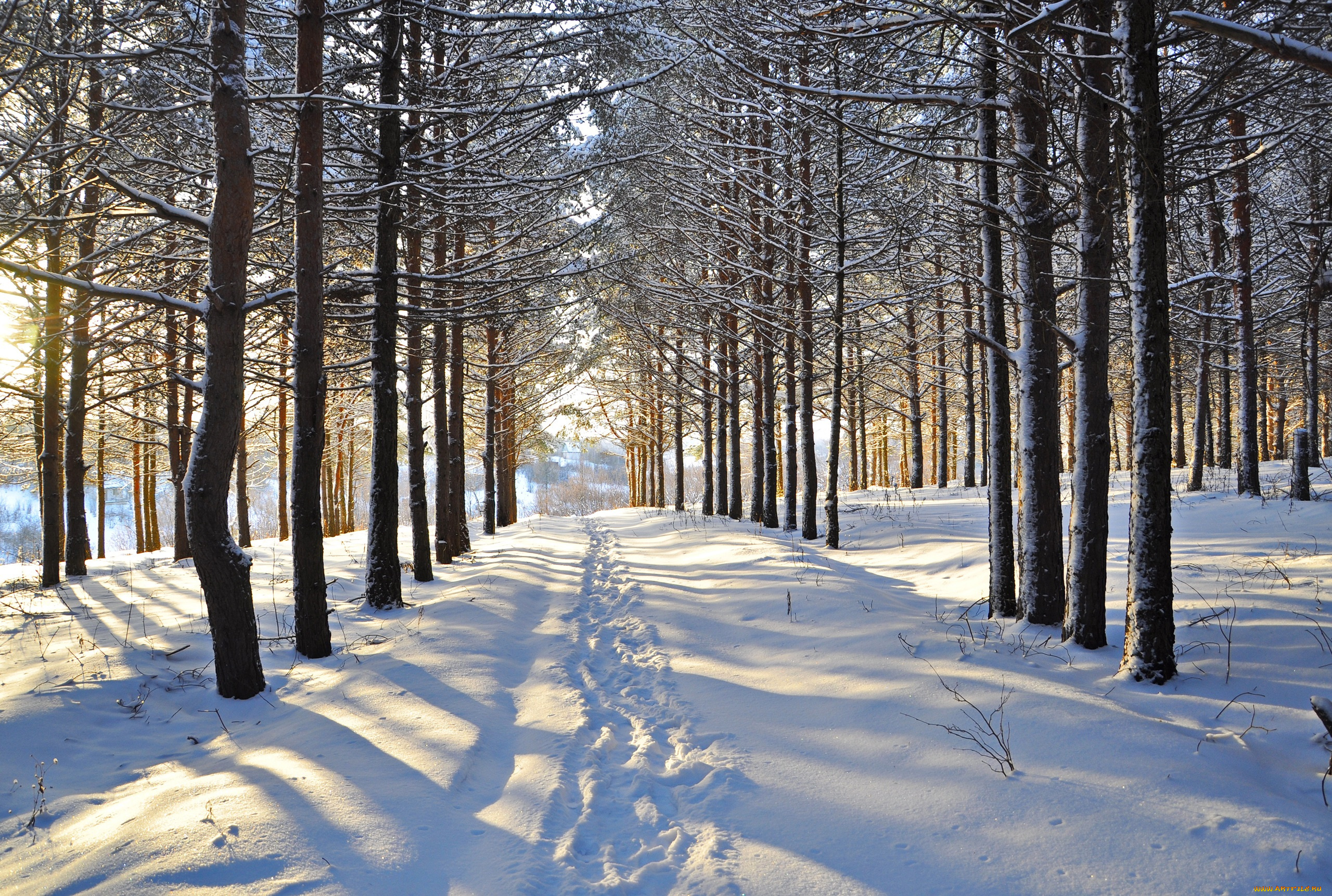 природа, зима, лес, деревья, снег, следы, просека