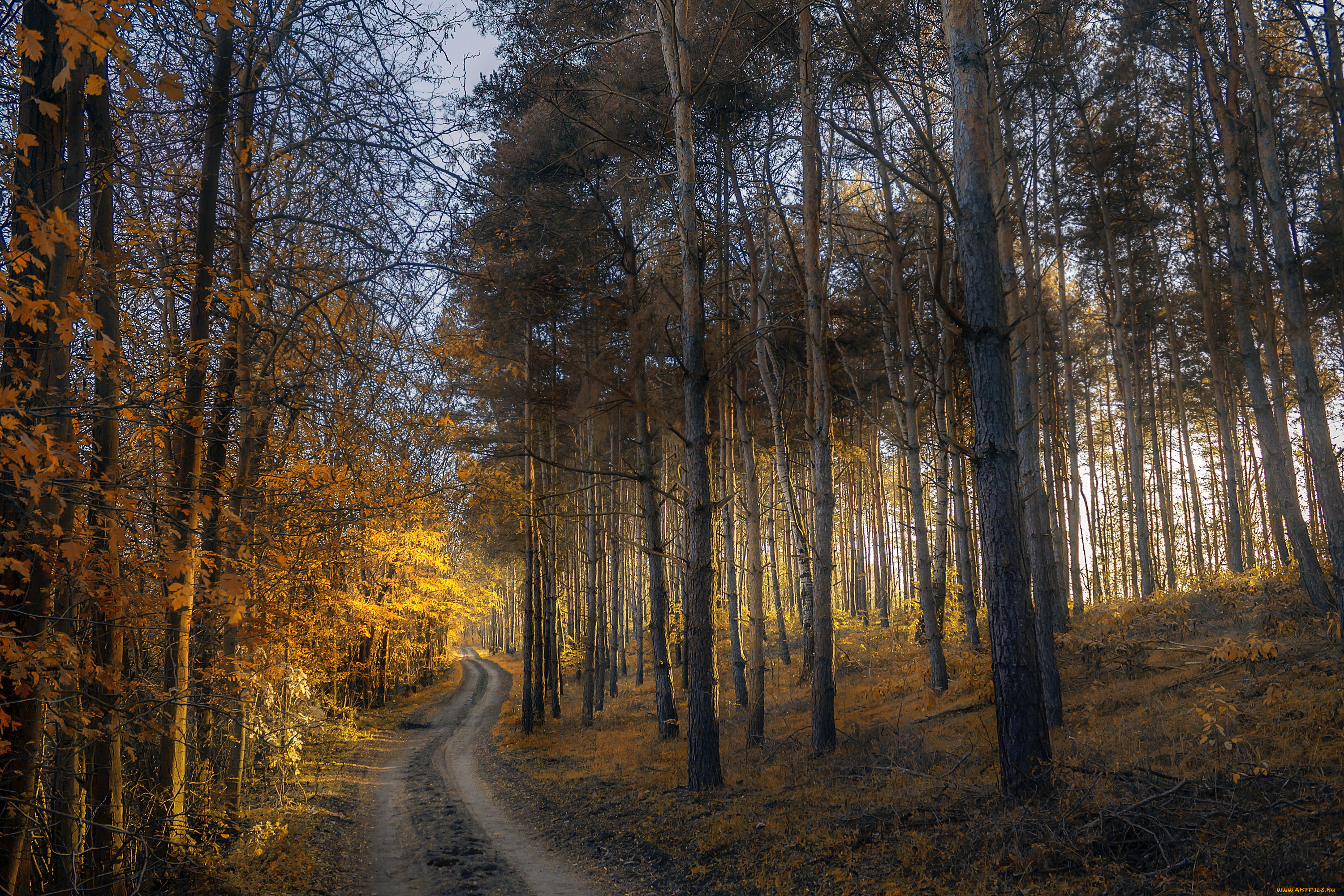 природа, дороги, дорога, деревья, осень, лес