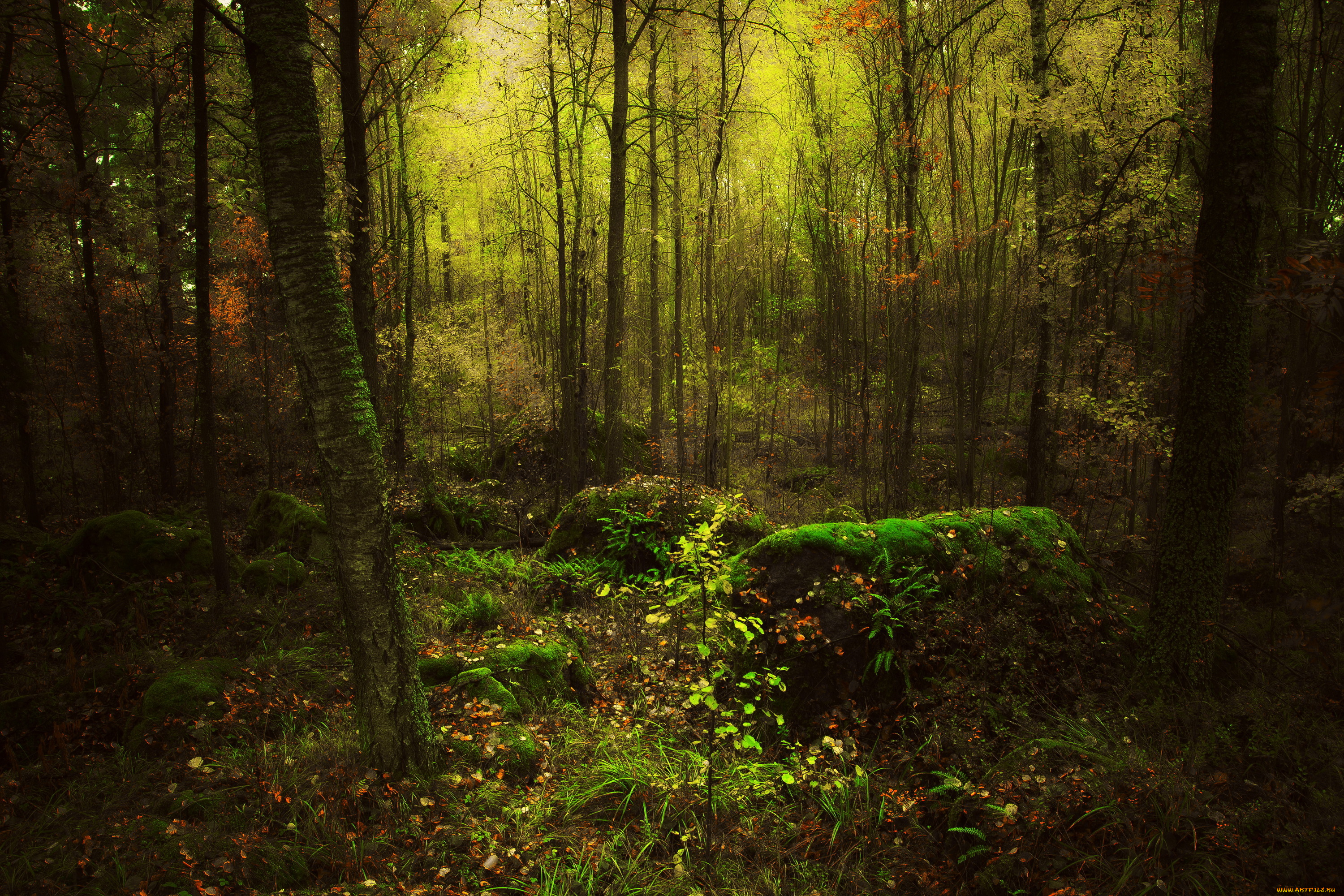 природа, лес, осень, листья, мох, чащоба