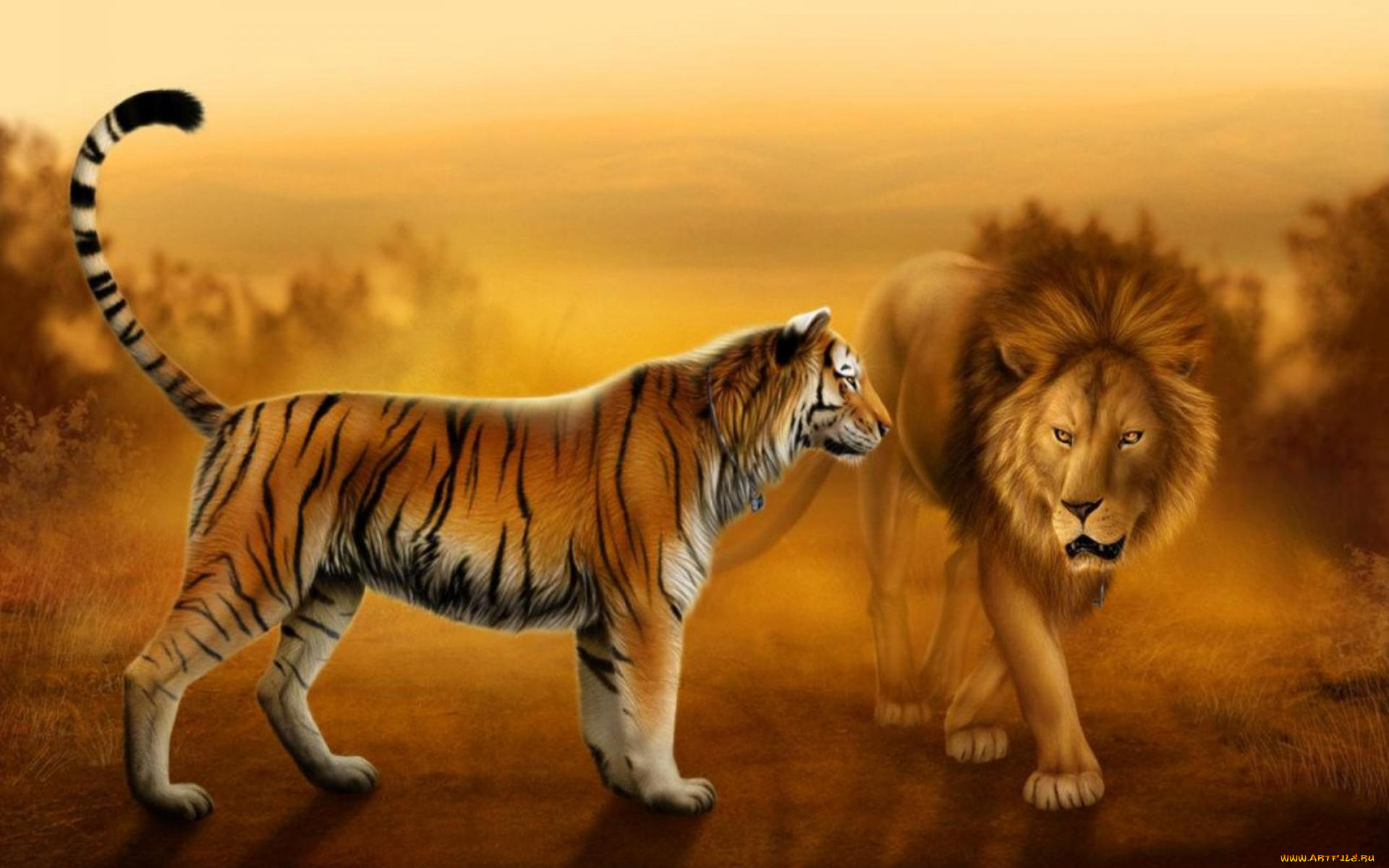 рисованное, животные, закат, встреча, грива, лев, хвост, тигр