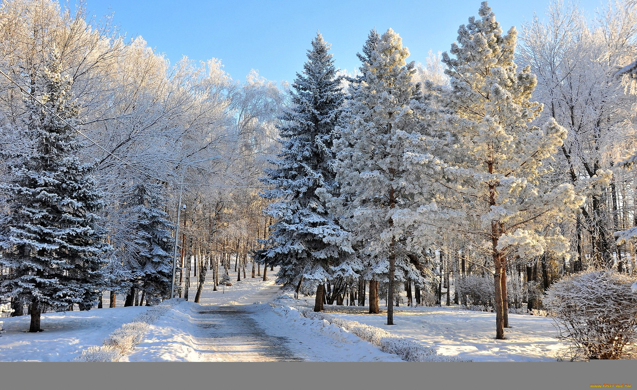 природа, зима, деревья, снег, лес