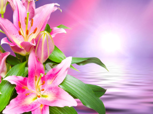 Картинка цветы лилии +лилейники лепестки фон