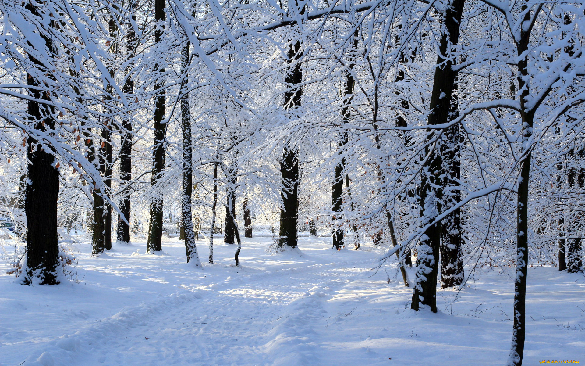 природа, зима, сугробы, снег
