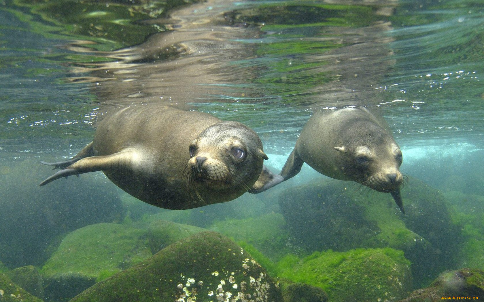 животные, тюлени, морские, львы, котики