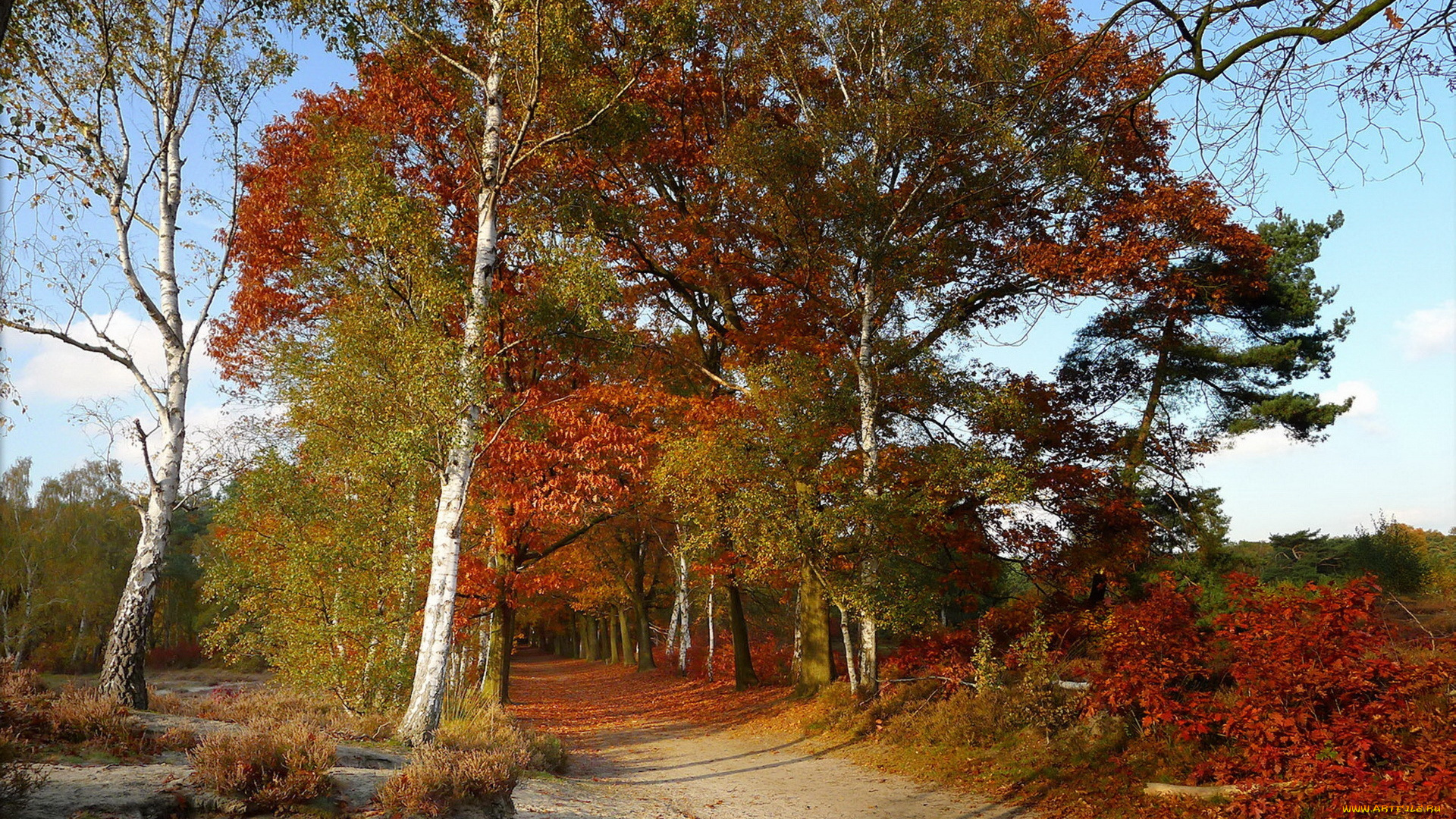 природа, дороги, деревья, осень