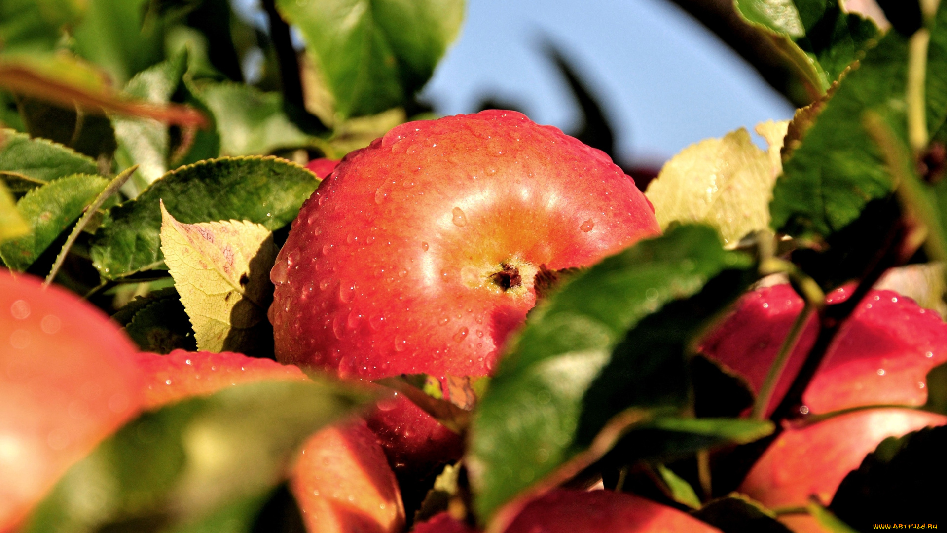 природа, плоды, яблоки, ветки, капли