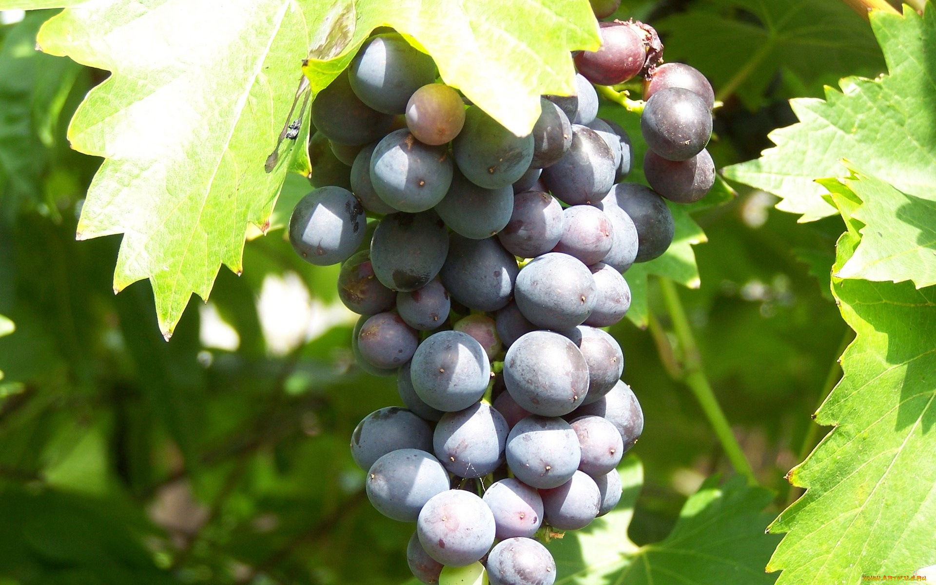 природа, Ягоды, виноград