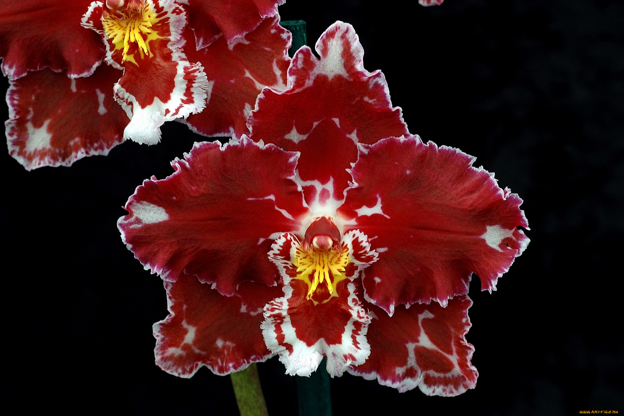 цветы, орхидеи, экзотика, бордовый