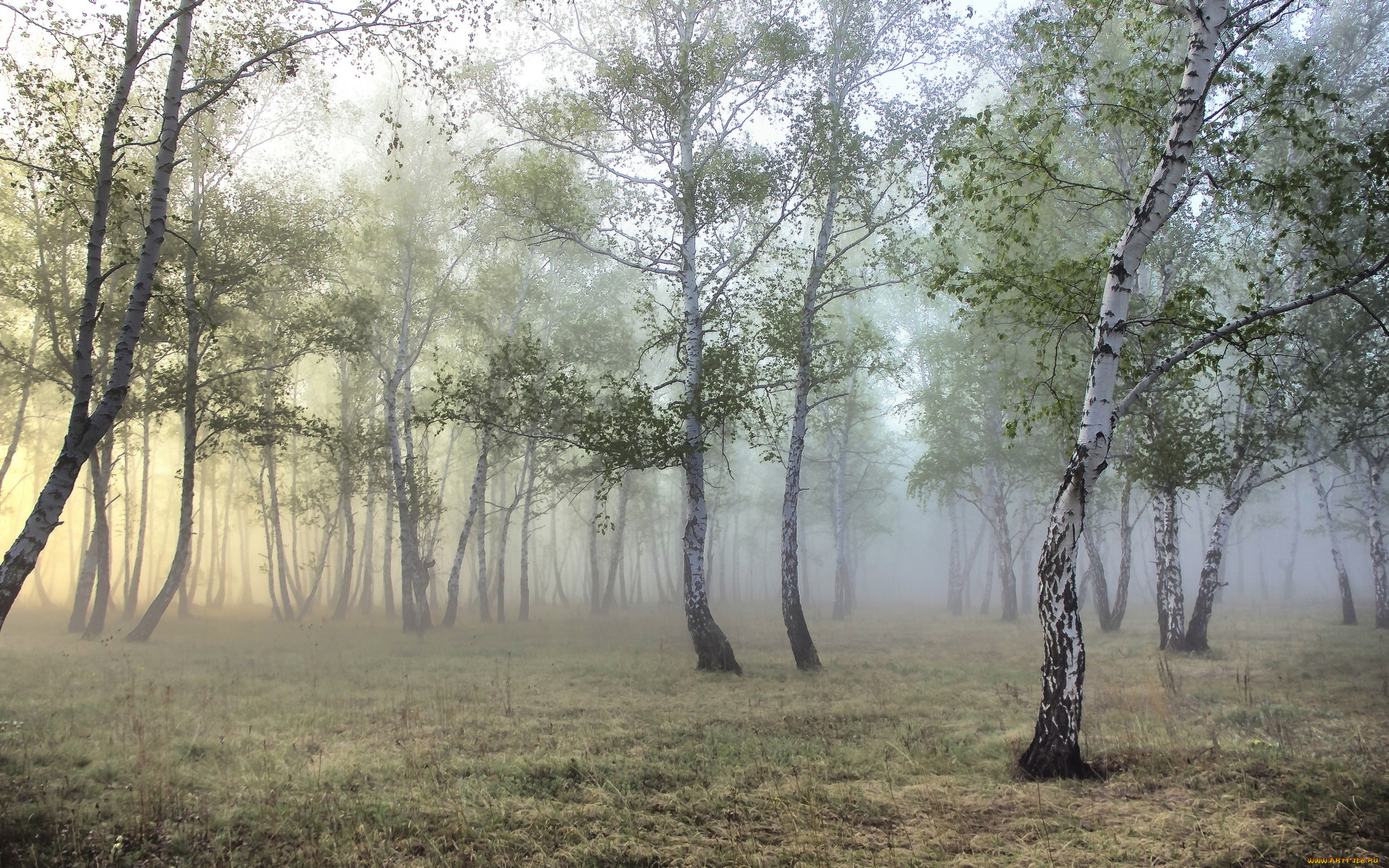 природа, лес, роща, туман, берёзы
