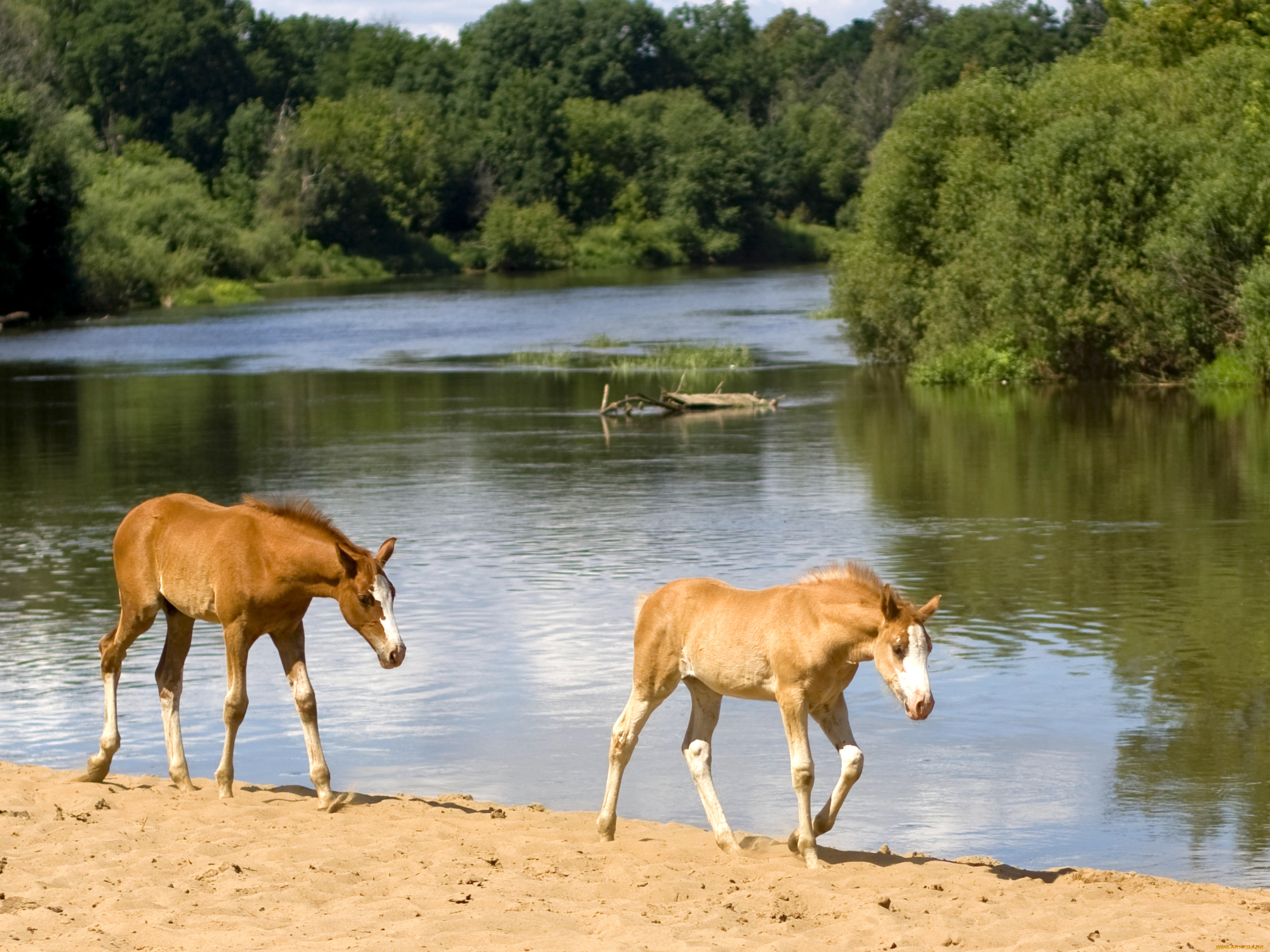 животные, лошади, конь, лошадь, жеребёнок, река