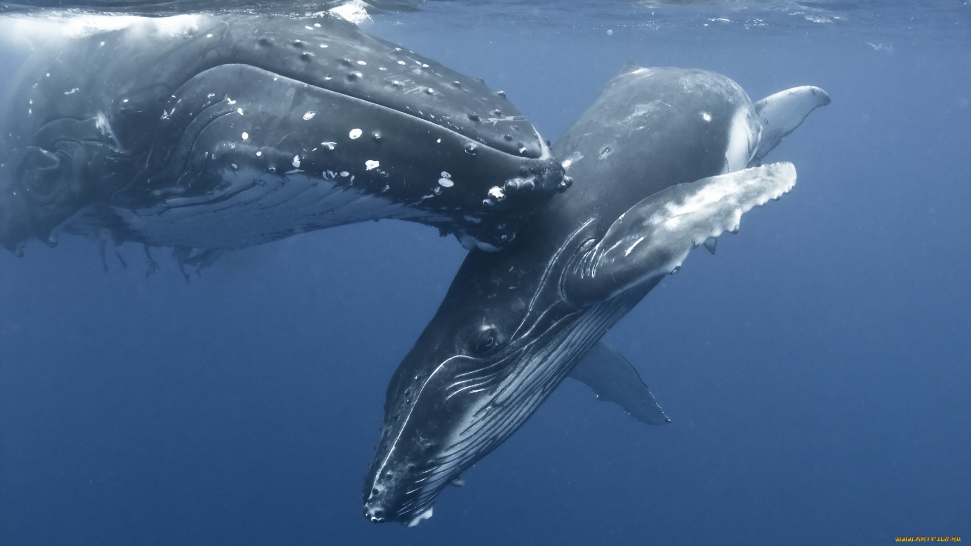 животные, киты, кашалоты, океан, подводный, мир