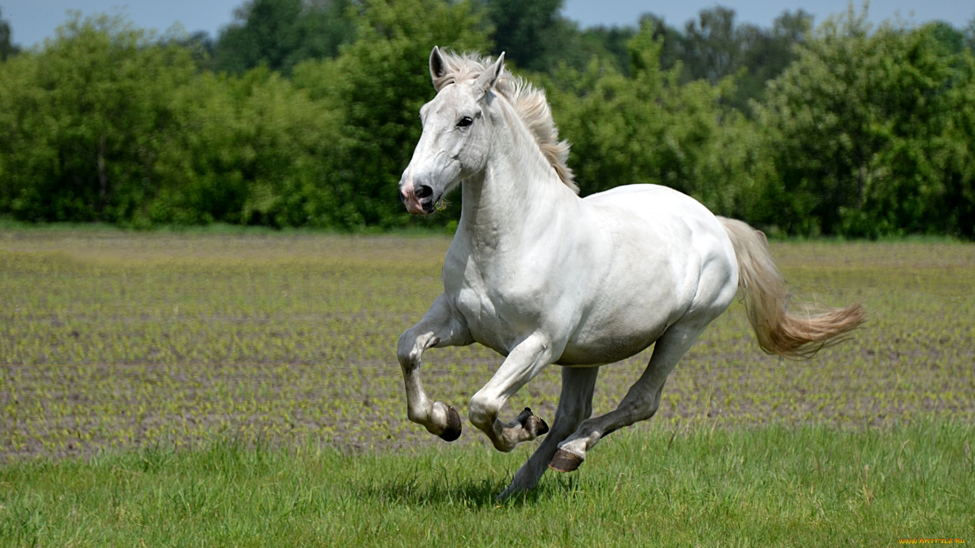 животные, лошади, красавец, бег, белый