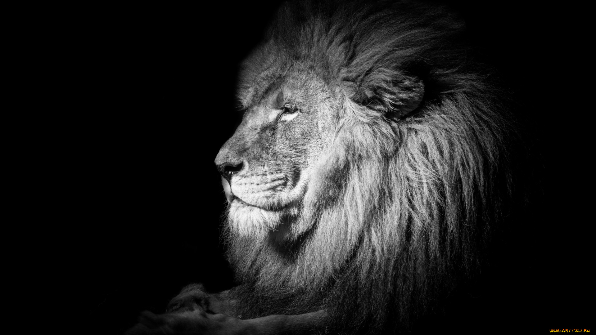 животные, львы, профиль, царь