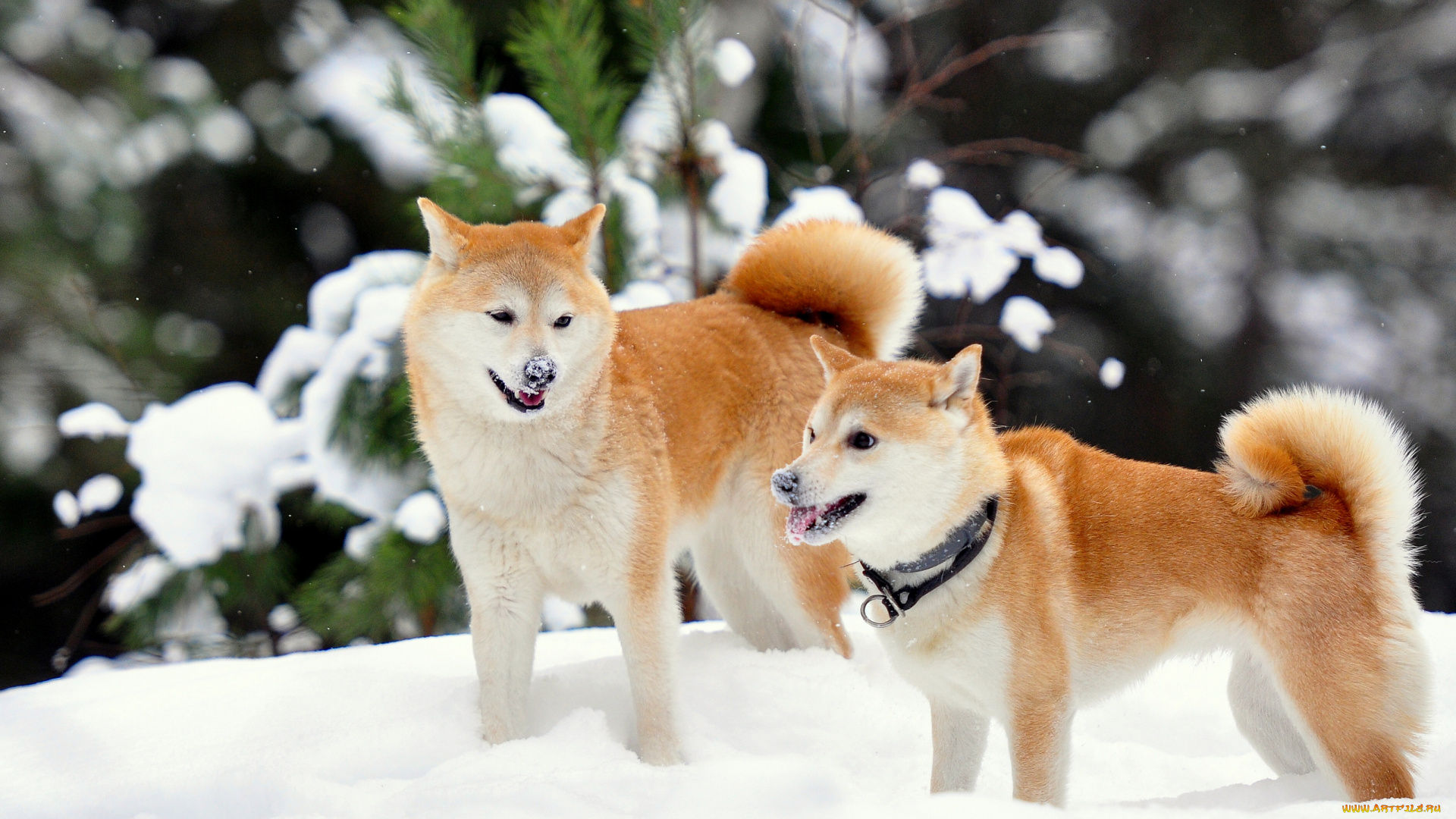 животные, собаки, сиба-ину, зима, снег