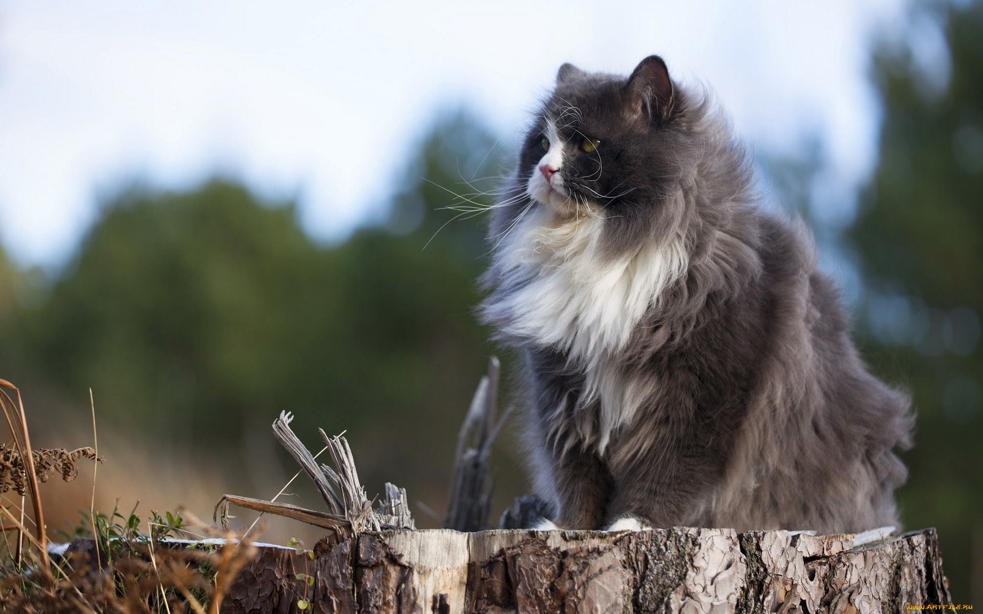 серый кот природа животные grey cat nature animals бесплатно