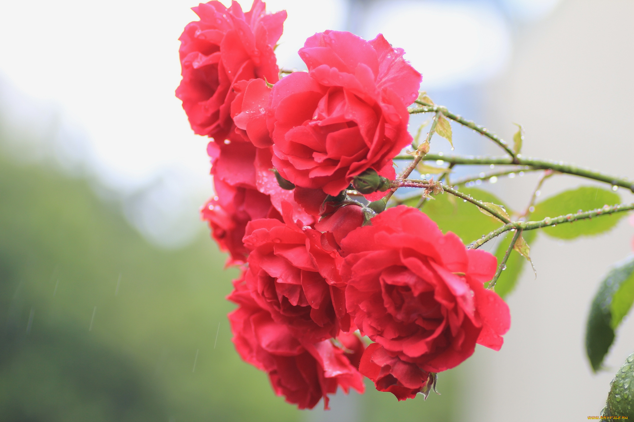 природа цветы лепестки розы без смс