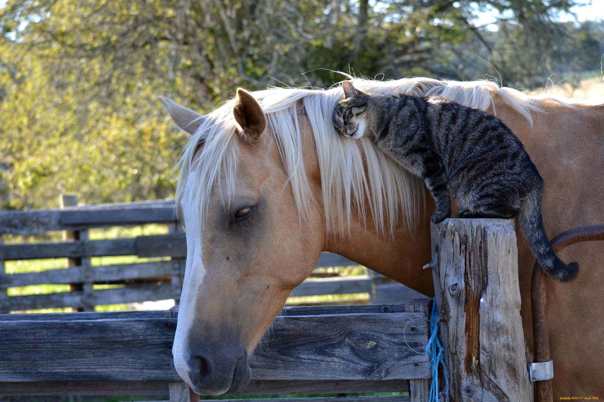 животные, разные, вместе, дружба, нежность, кот, лошадь