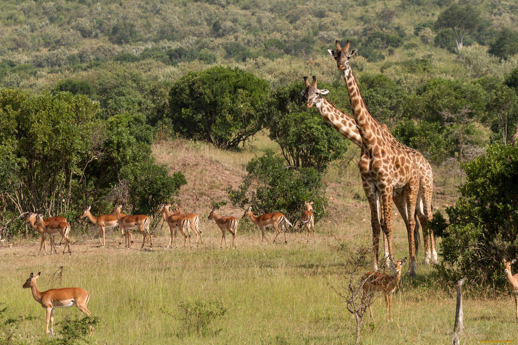 животные, разные, вместе, жирафы, антилопы