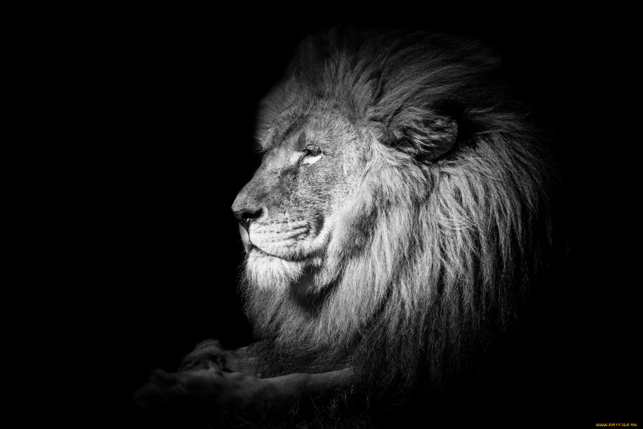 животные, львы, профиль, царь