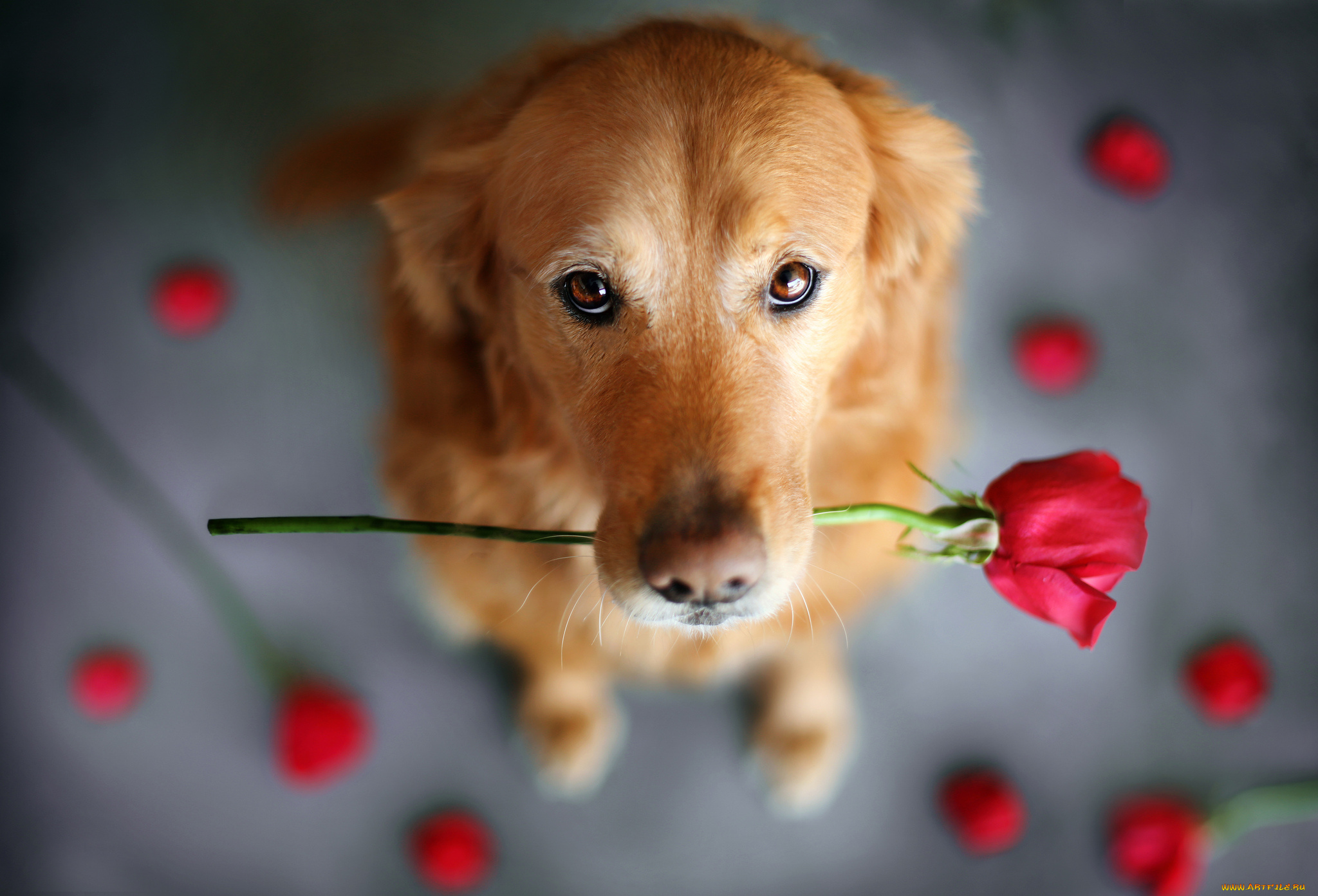 животные, собаки, роза, цветок