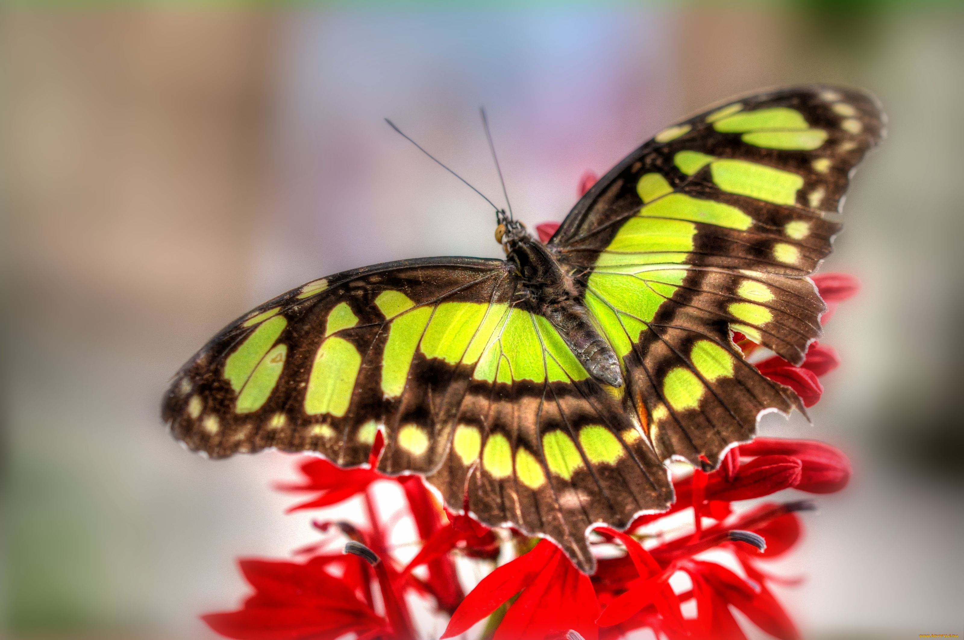 Бабочка с яркими крыльями. Бабочки. Красивые бабочки. Яркие бабочки. Расцветки бабочек.
