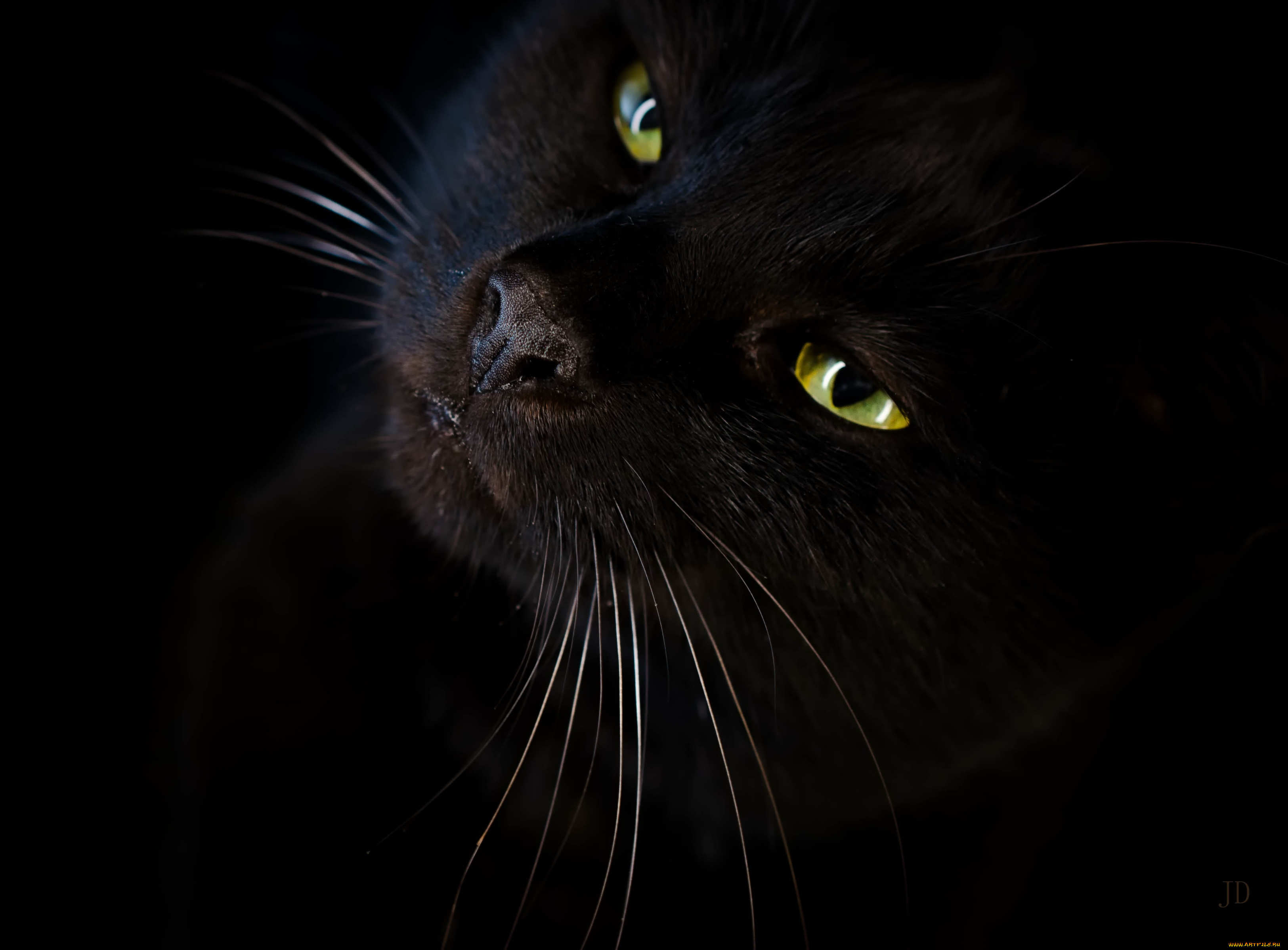 животные, коты, глаза, черный