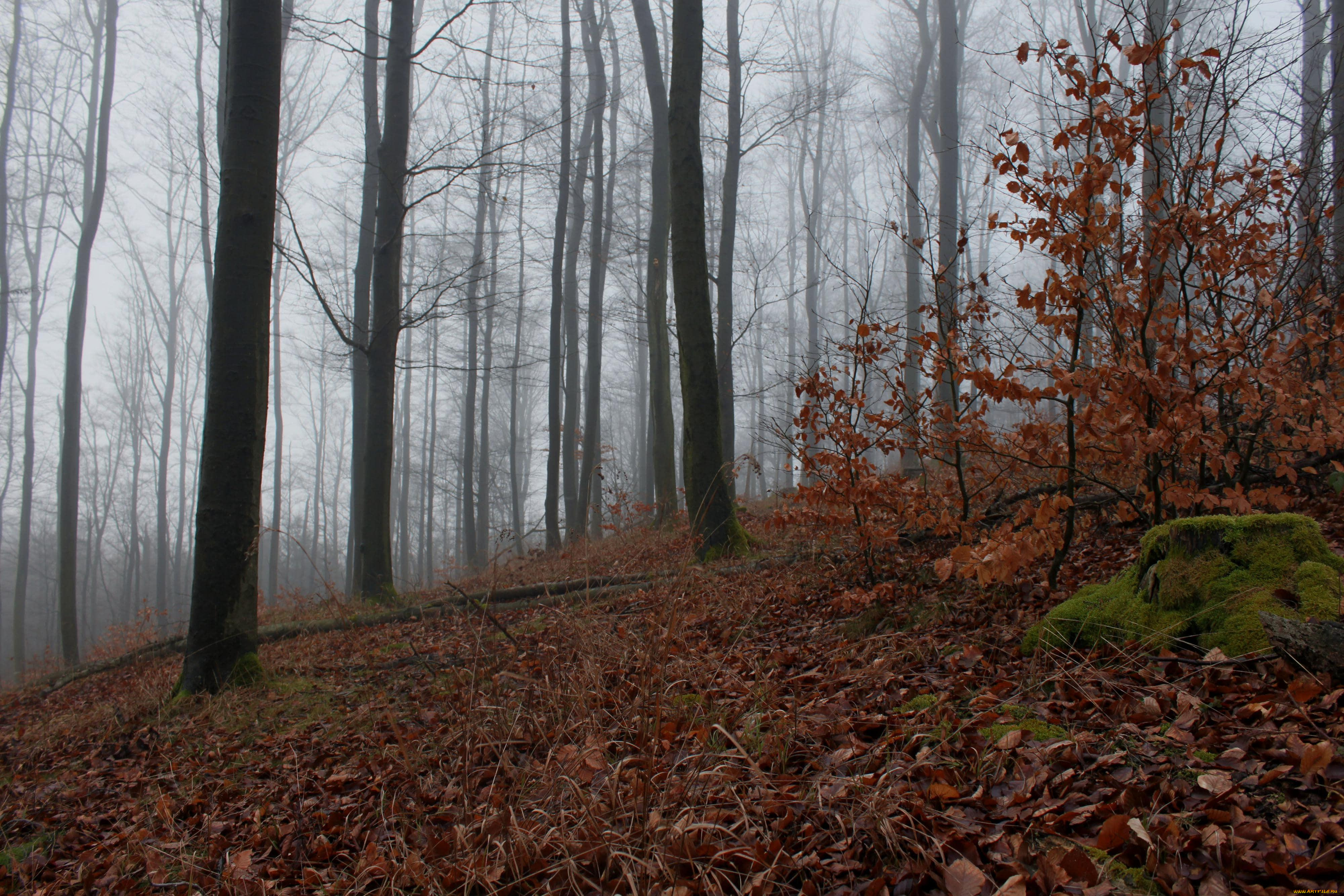 природа, лес, осень, деревья, листопад, кусты, туман