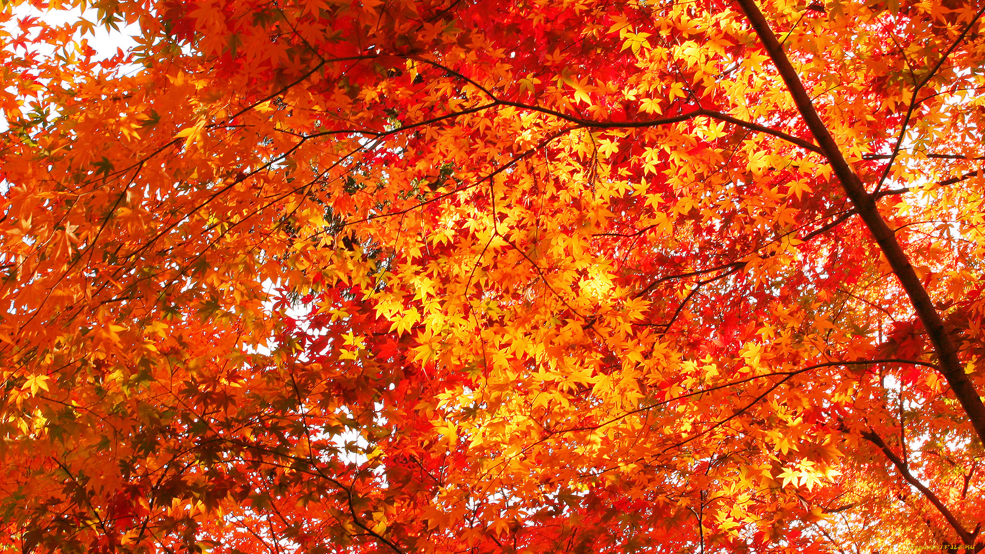 природа, деревья, осень, красные, красный, красота, много, золотая, клён, листья, дерево