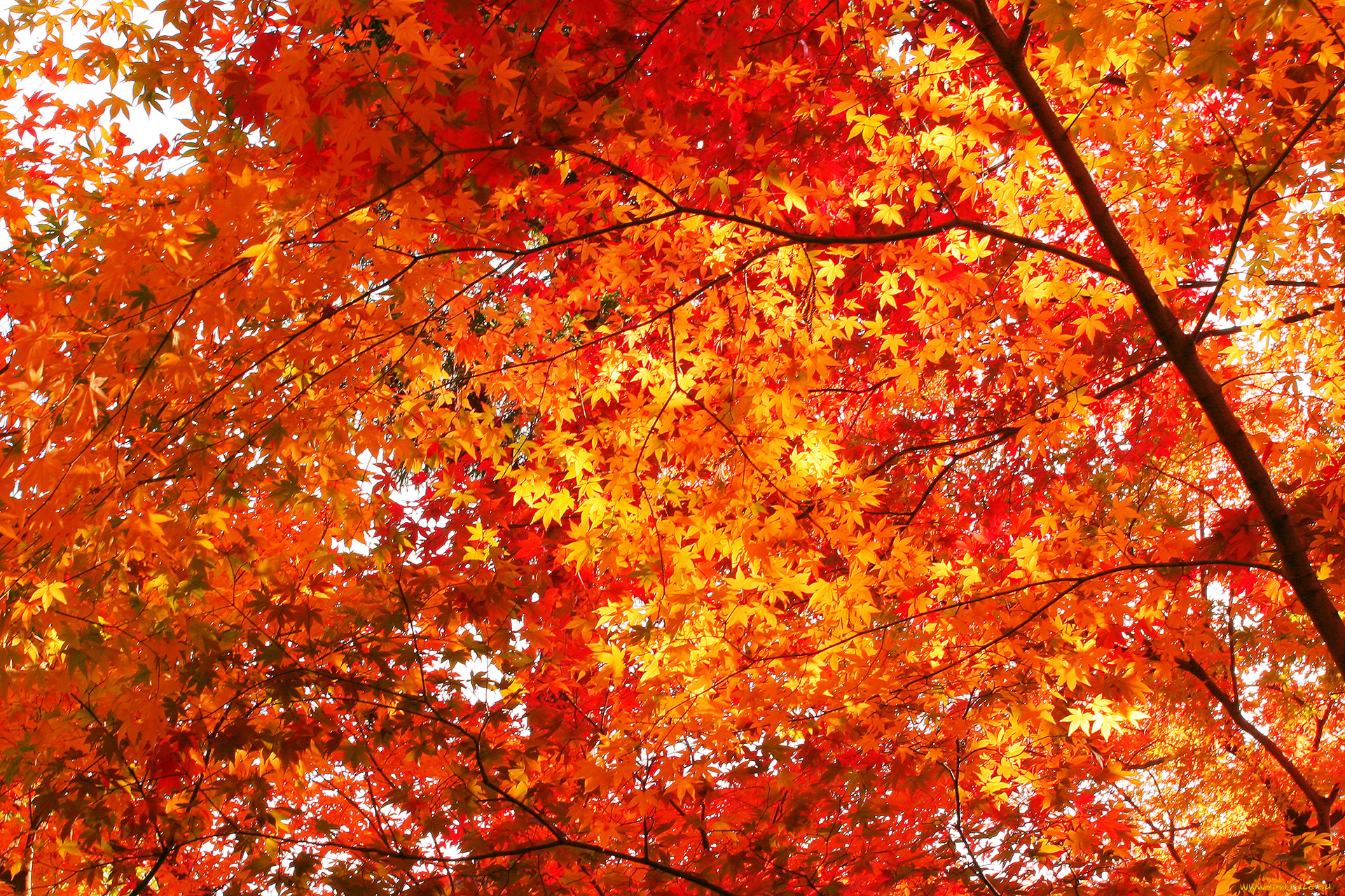 природа, деревья, осень, красные, красный, красота, много, золотая, клён, листья, дерево