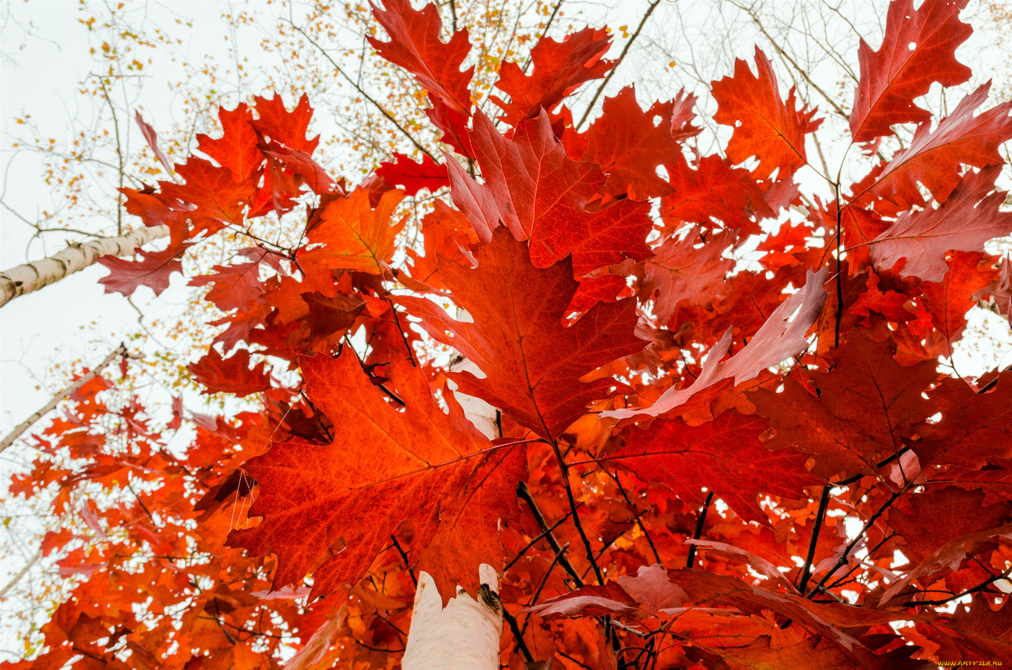 Красный золотой осень. Осень. Кленовый лес. Кленовый лист. Красный кленовый лист.