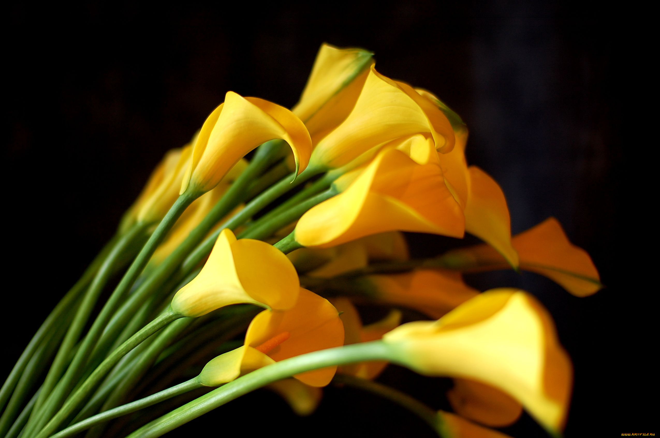 цветы, каллы, желтый