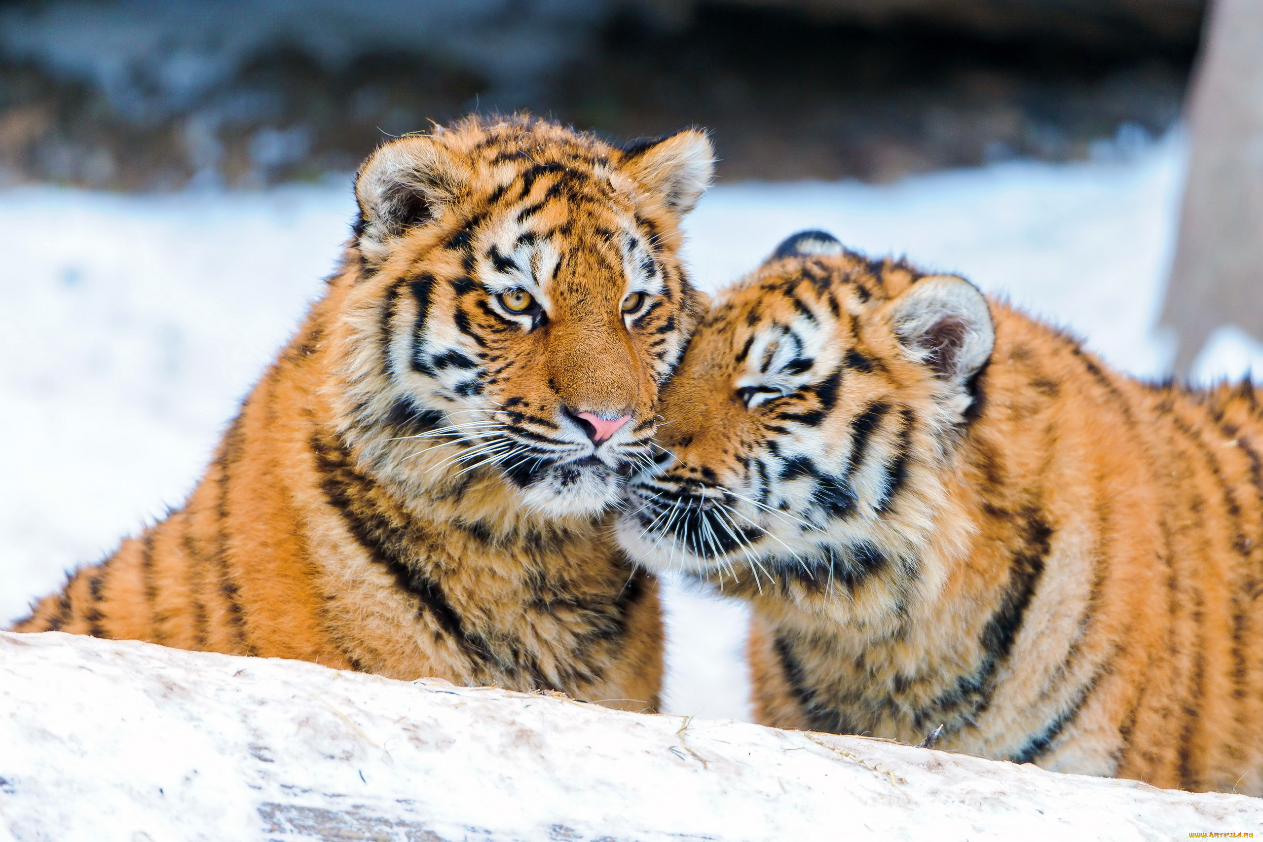 животные, тигры, снег, тигрята