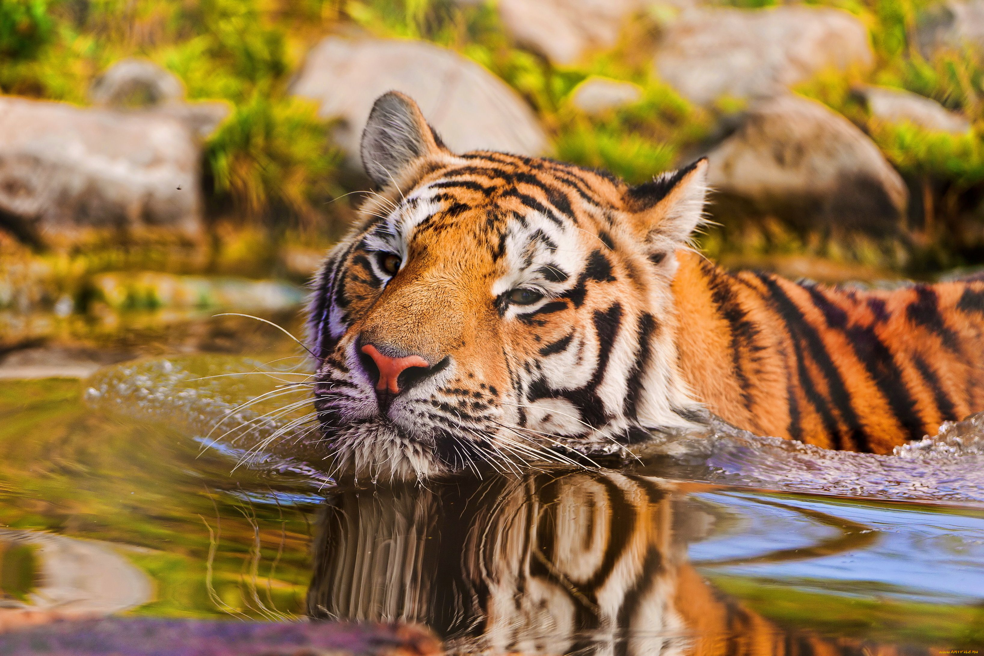 животные, тигры, вода