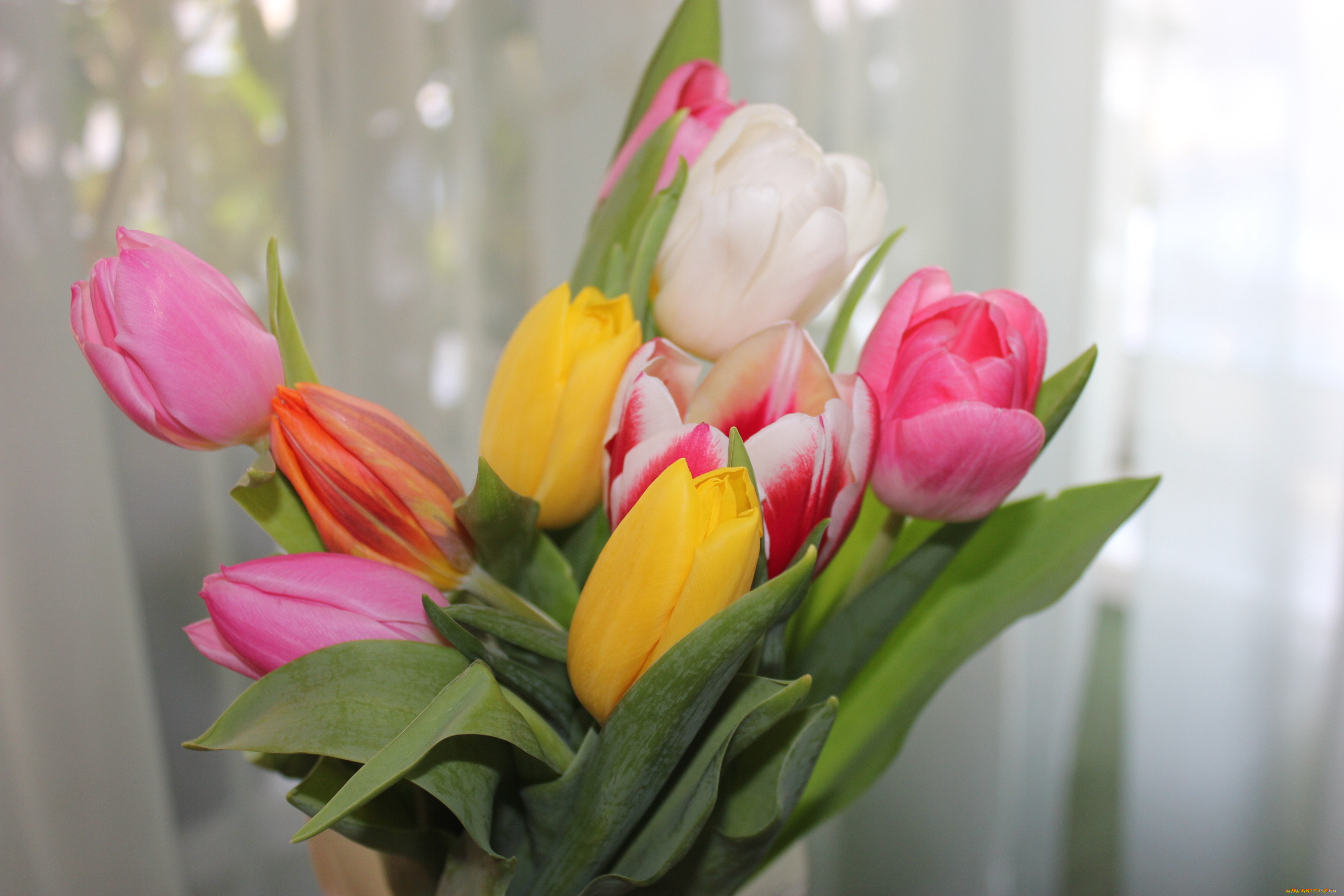 цветы, тюльпаны, весна