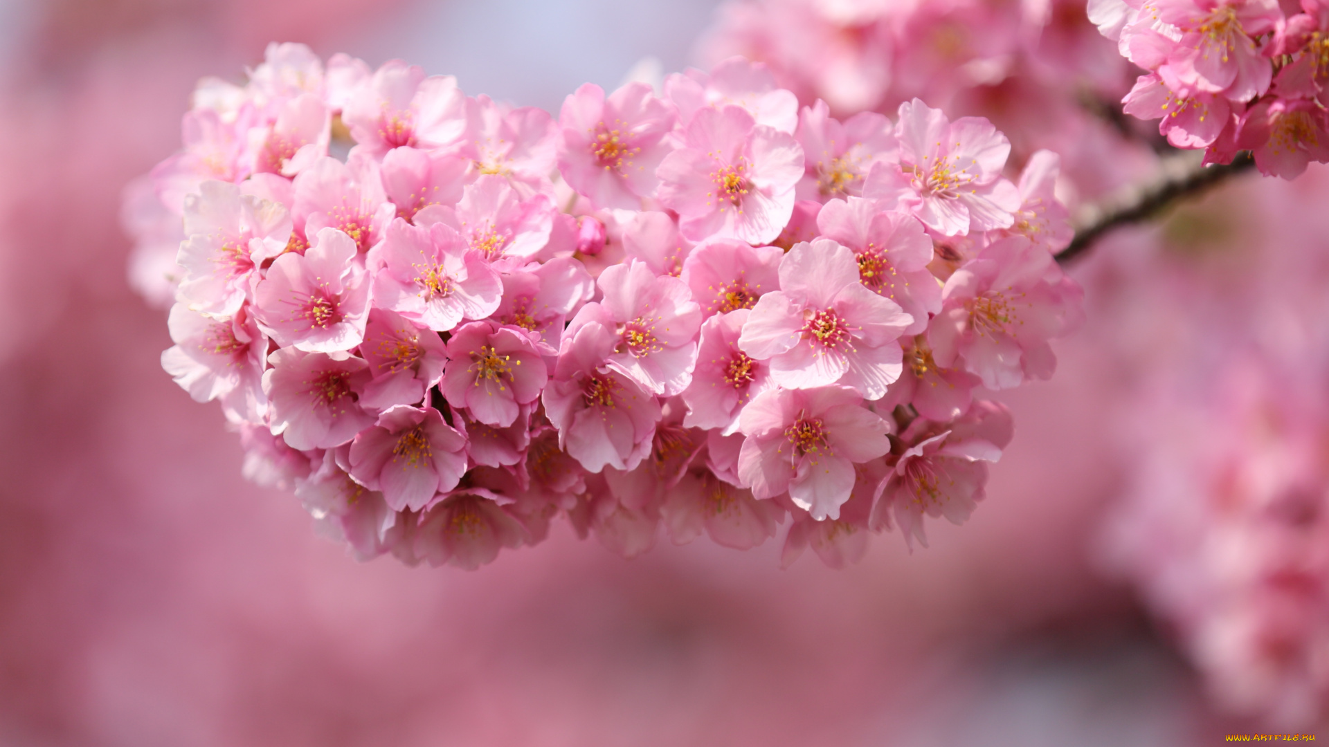 цветы, сакура, вишня, весна, розовый