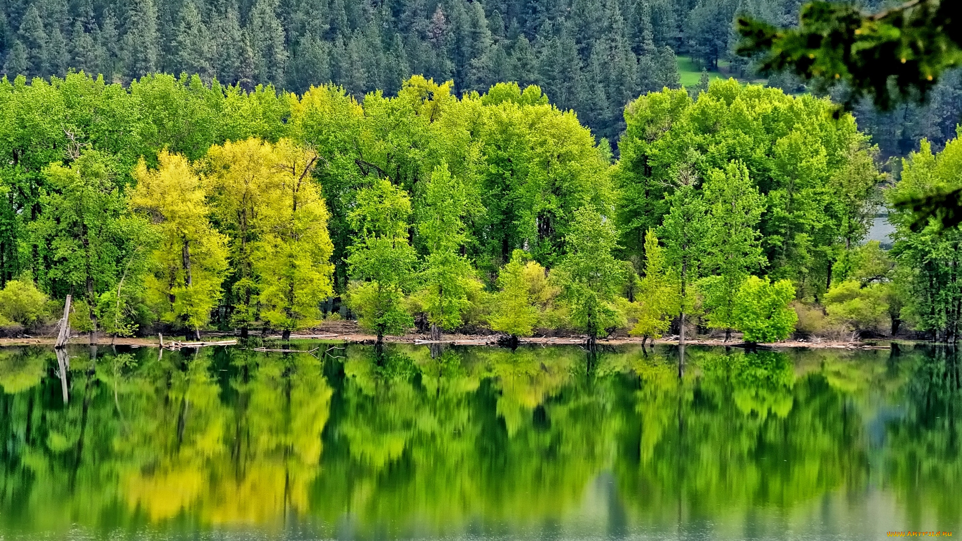 природа, реки, озера, деревья, отражение, лес, река