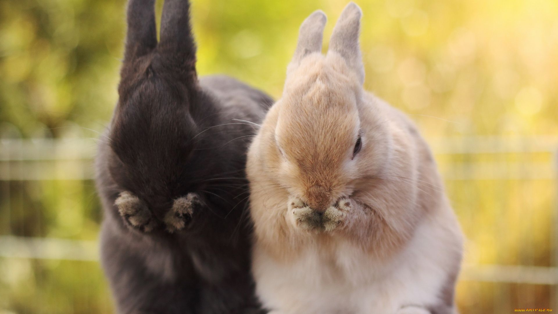 животные, кролики, зайцы, фон, природа