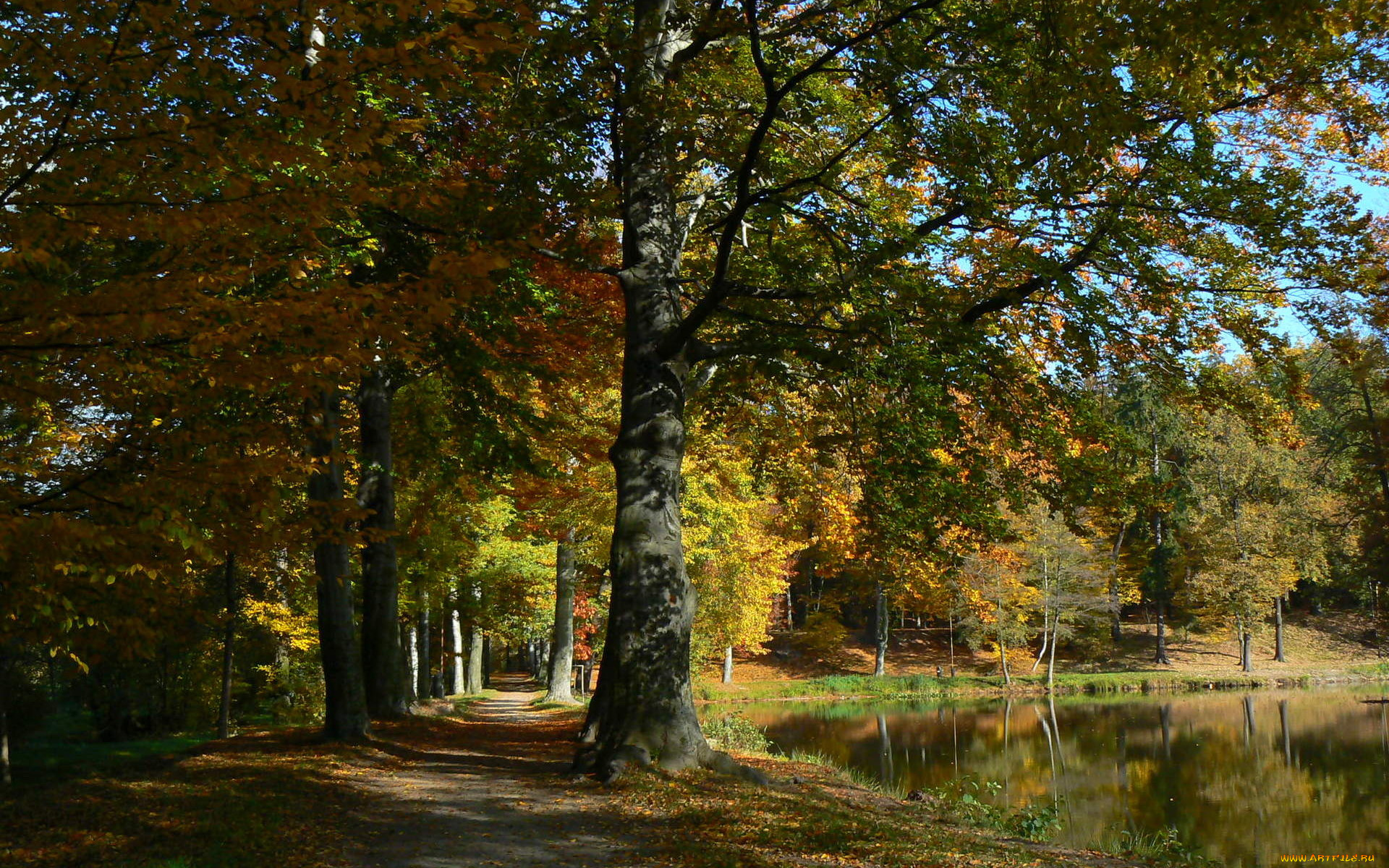 природа, парк, осень, деревья, водоем, аллея