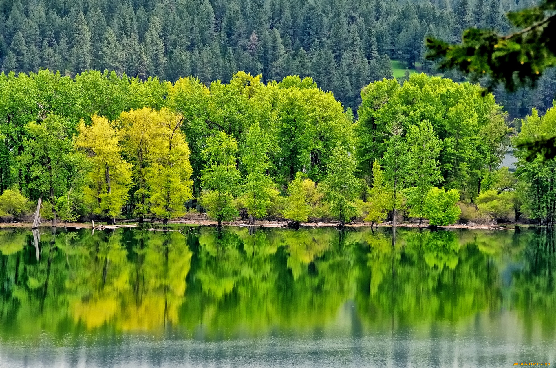 природа, реки, озера, деревья, отражение, лес, река
