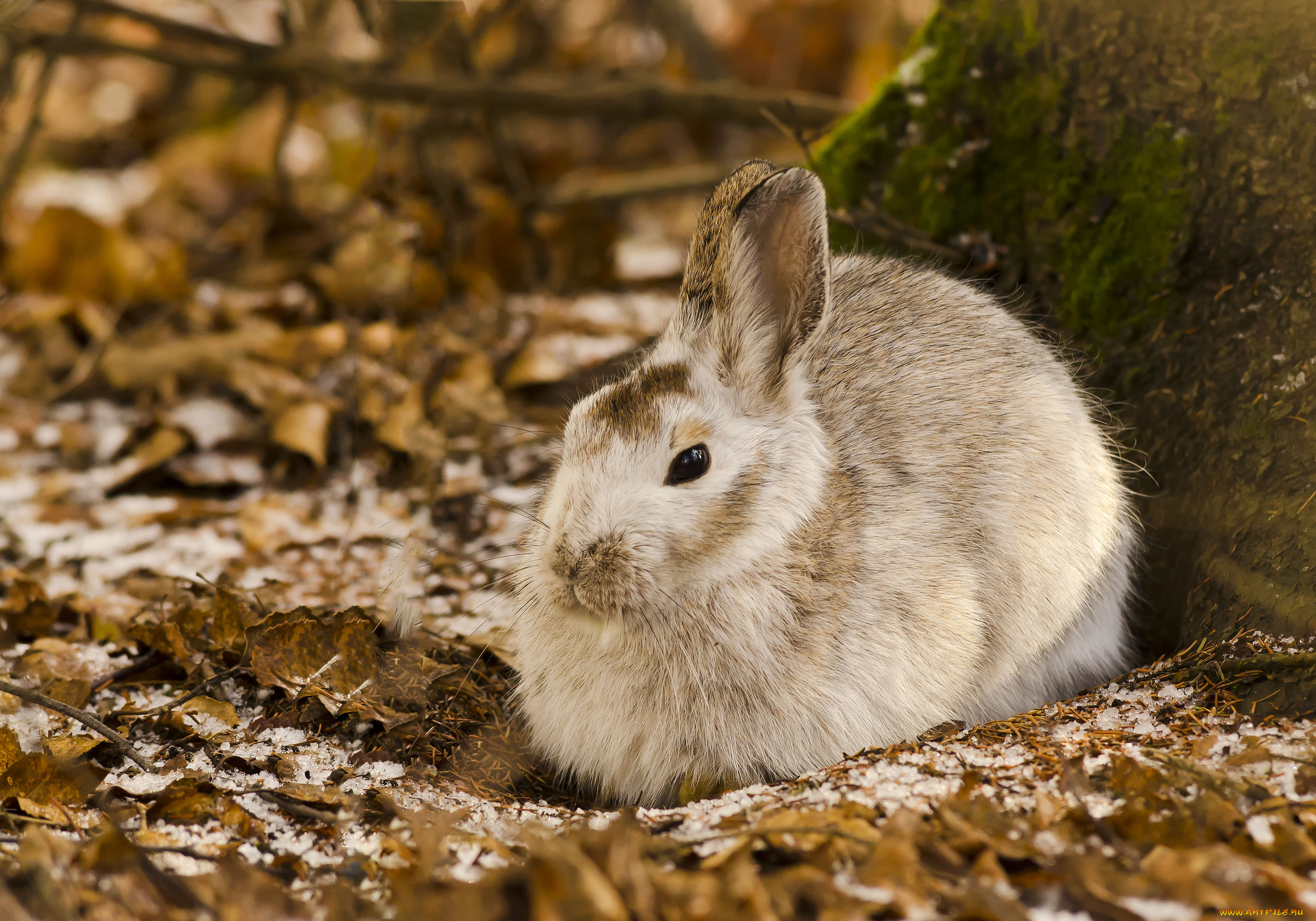 животные, кролики, зайцы, заяц, листья