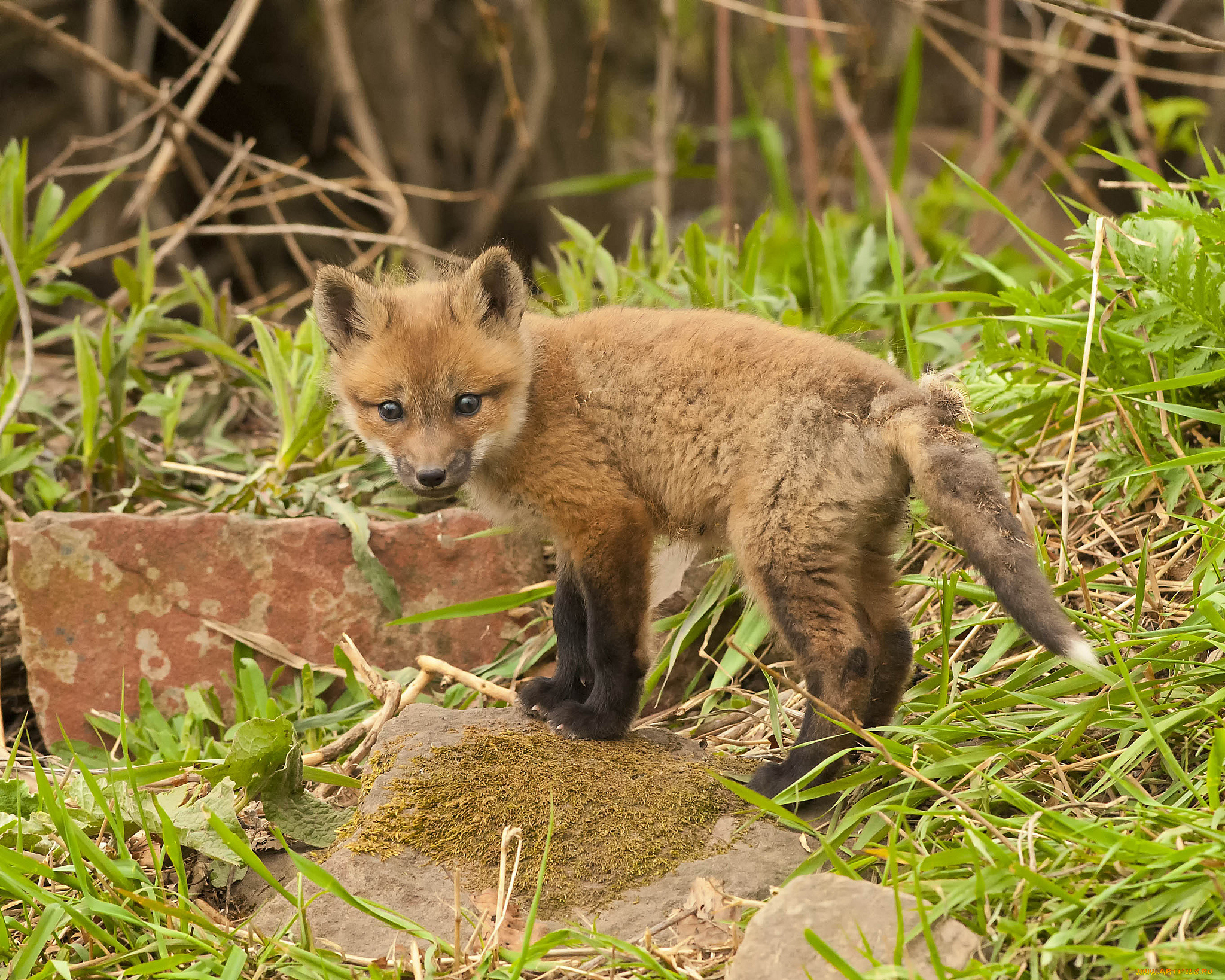 Fox cub. Лисёнок. Лиса с лисятами. Детеныш лисы. Маленький Лисенок.